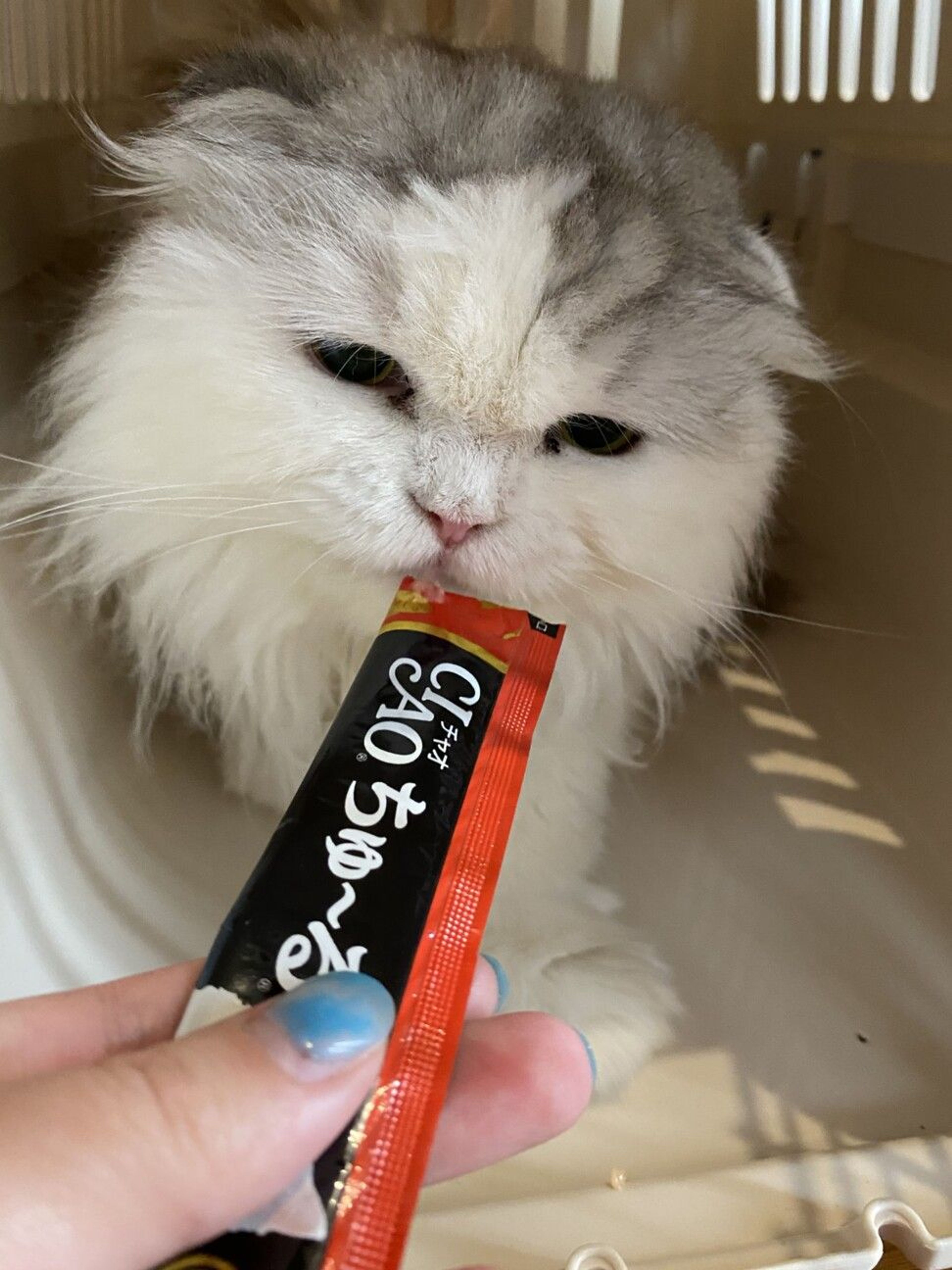 pet-image-2