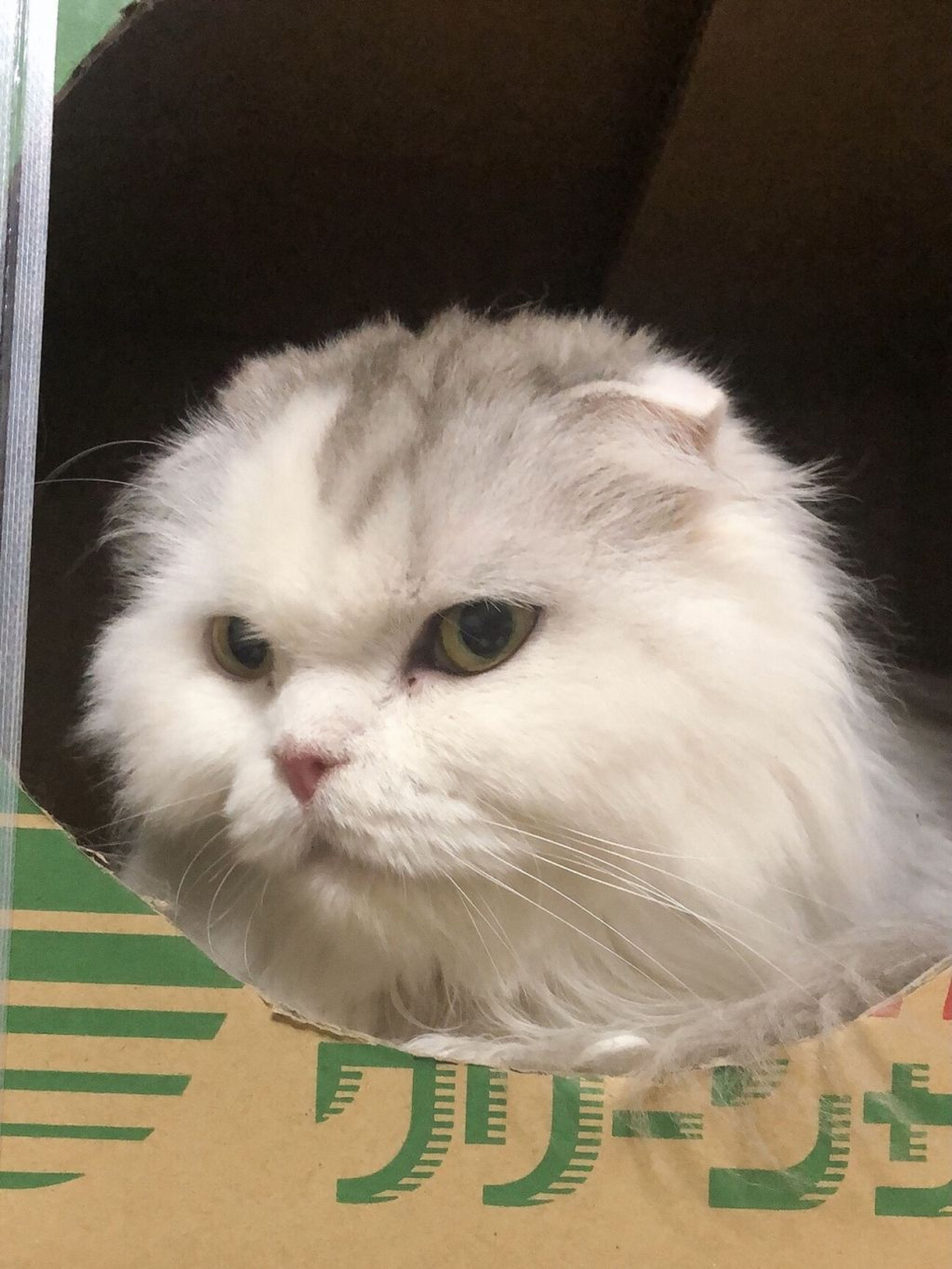 pet-image-5