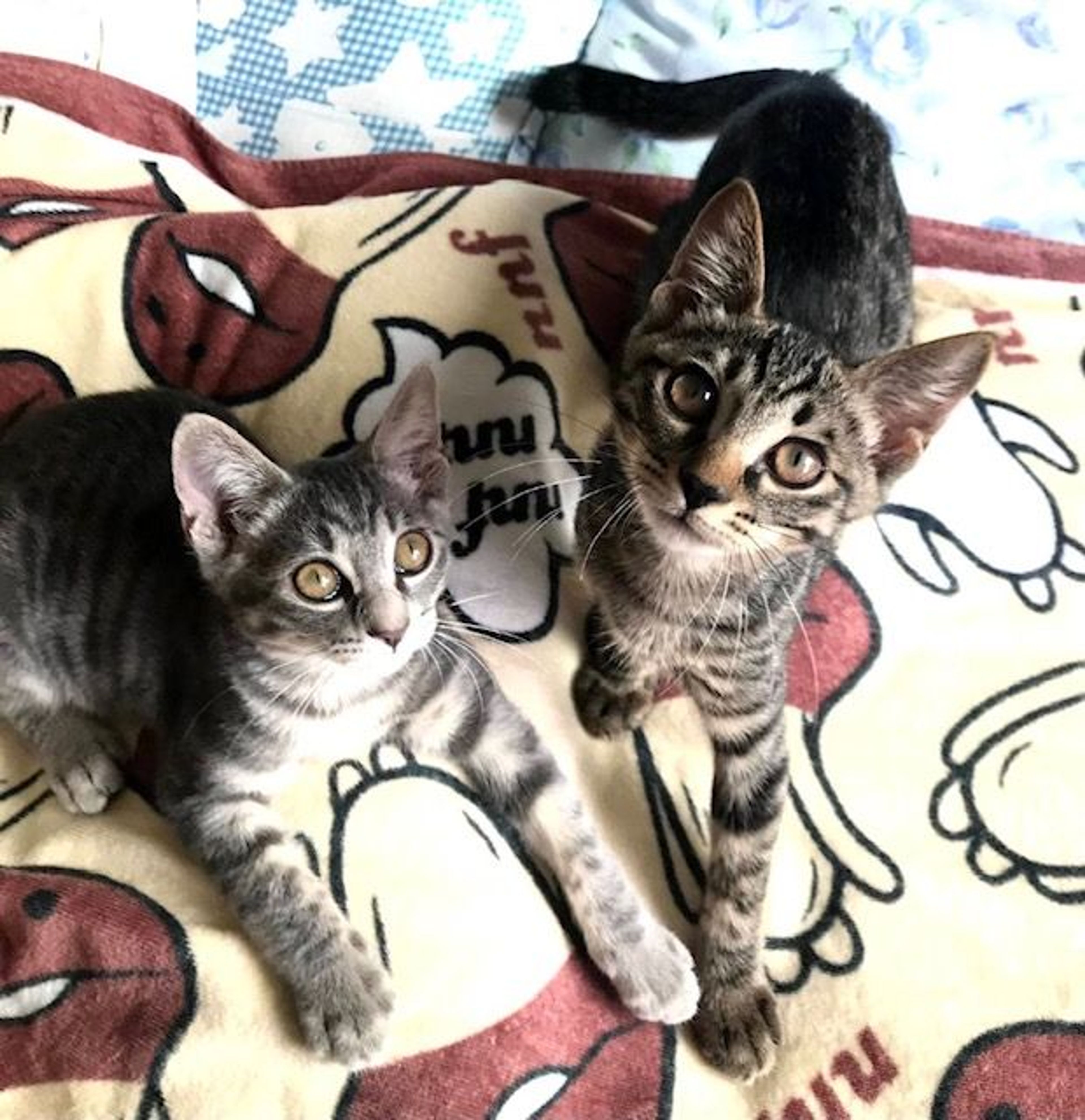 pet-image-2