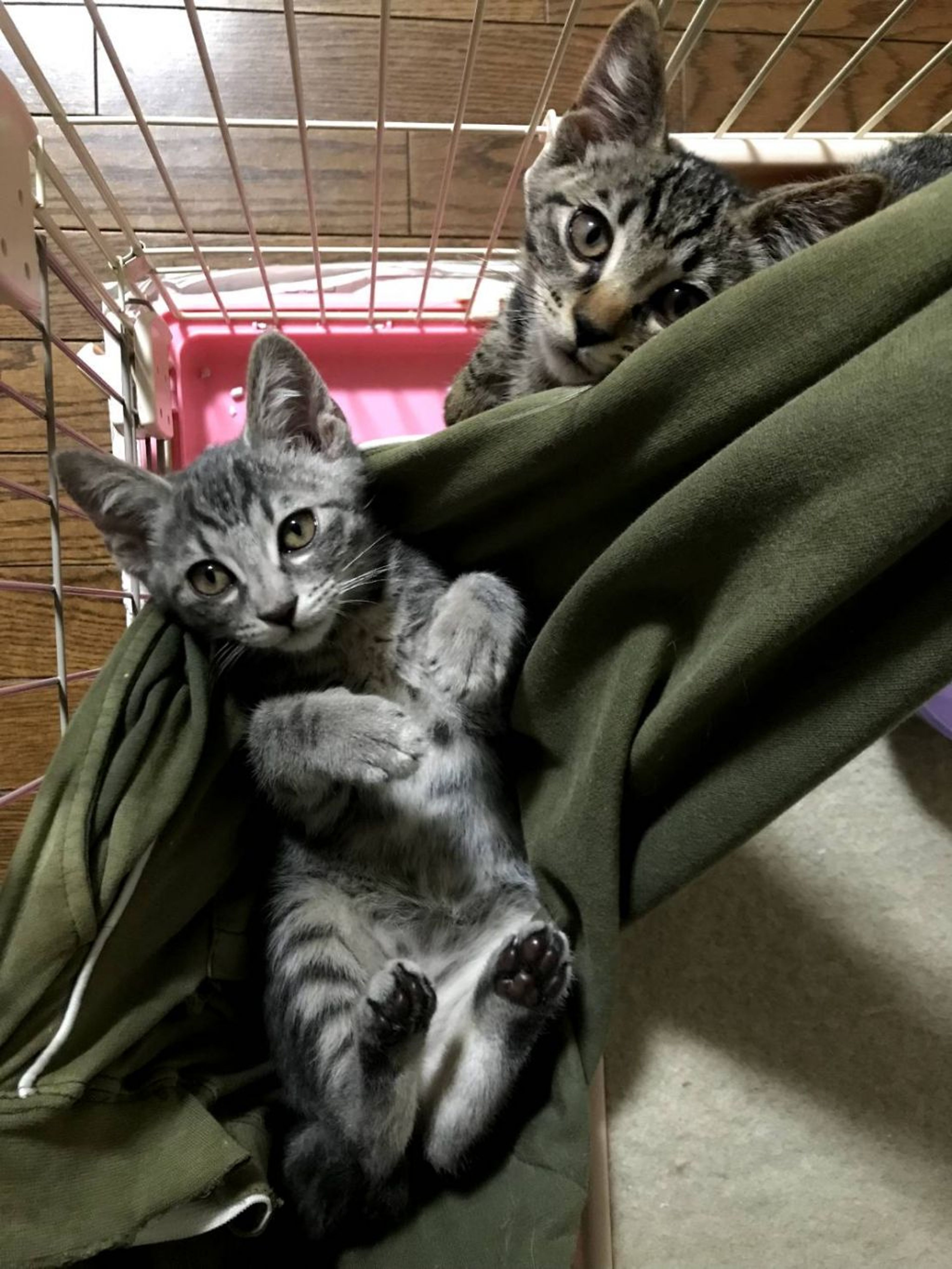pet-image-4