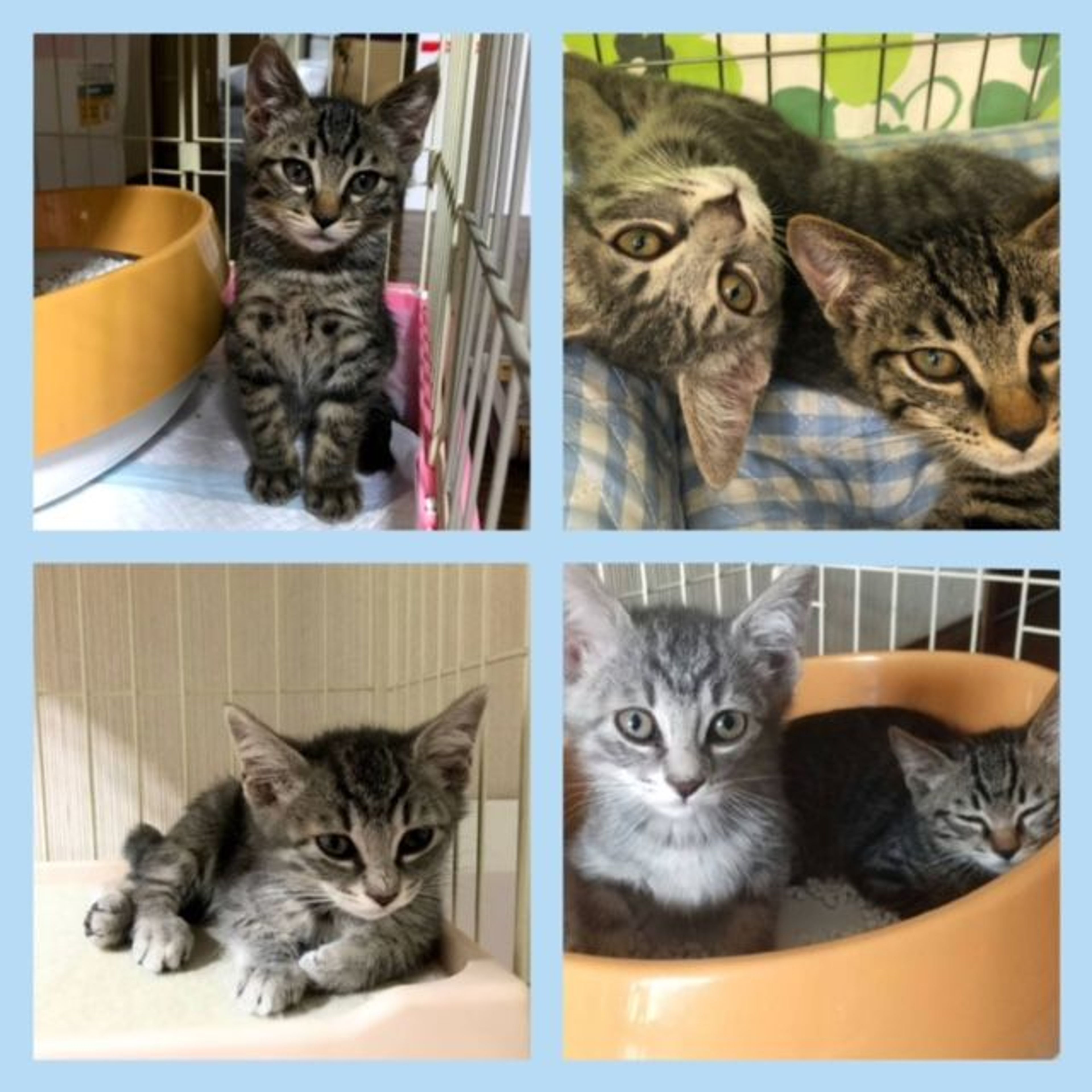 pet-image-5