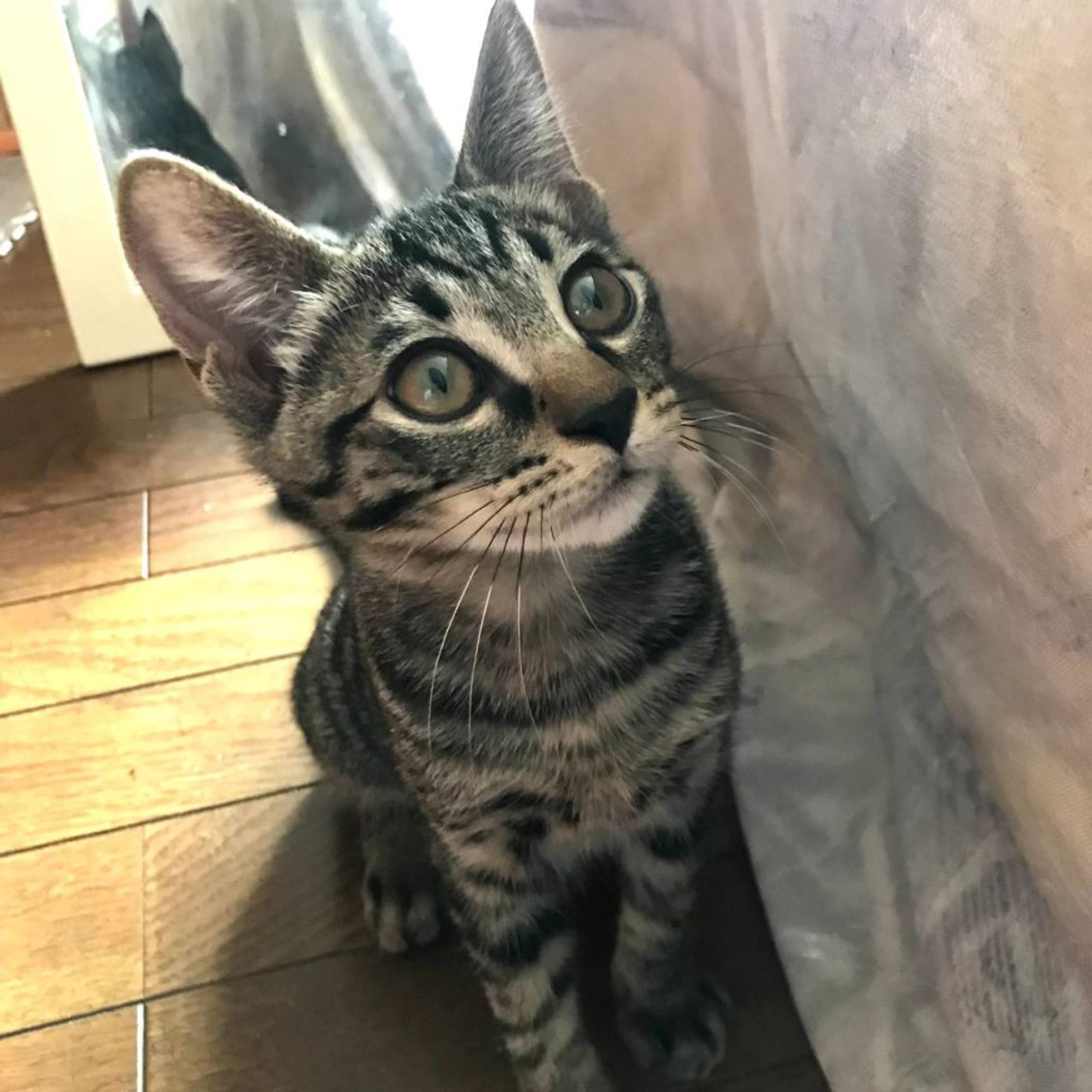 pet-image-2