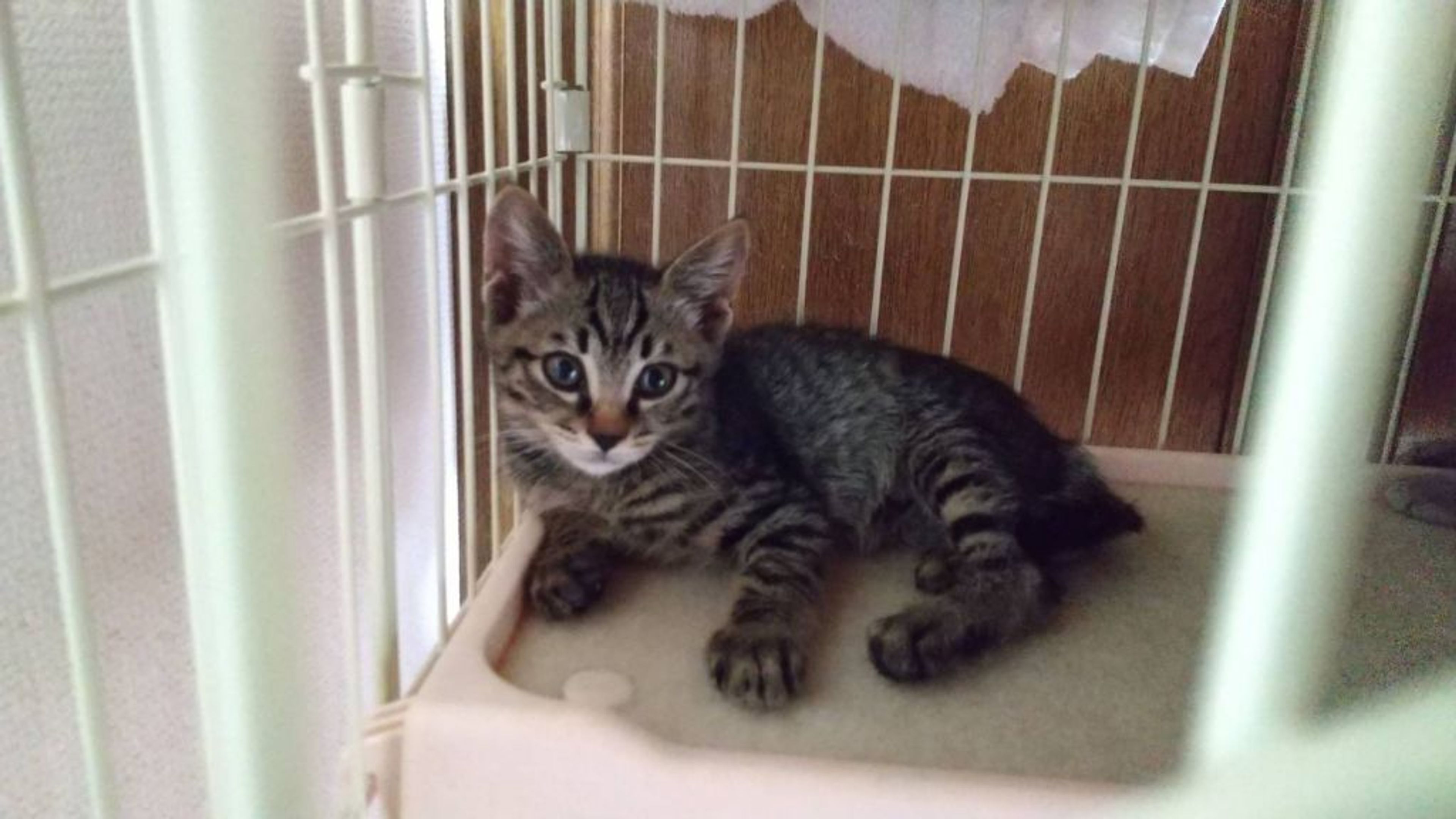 pet-image-4