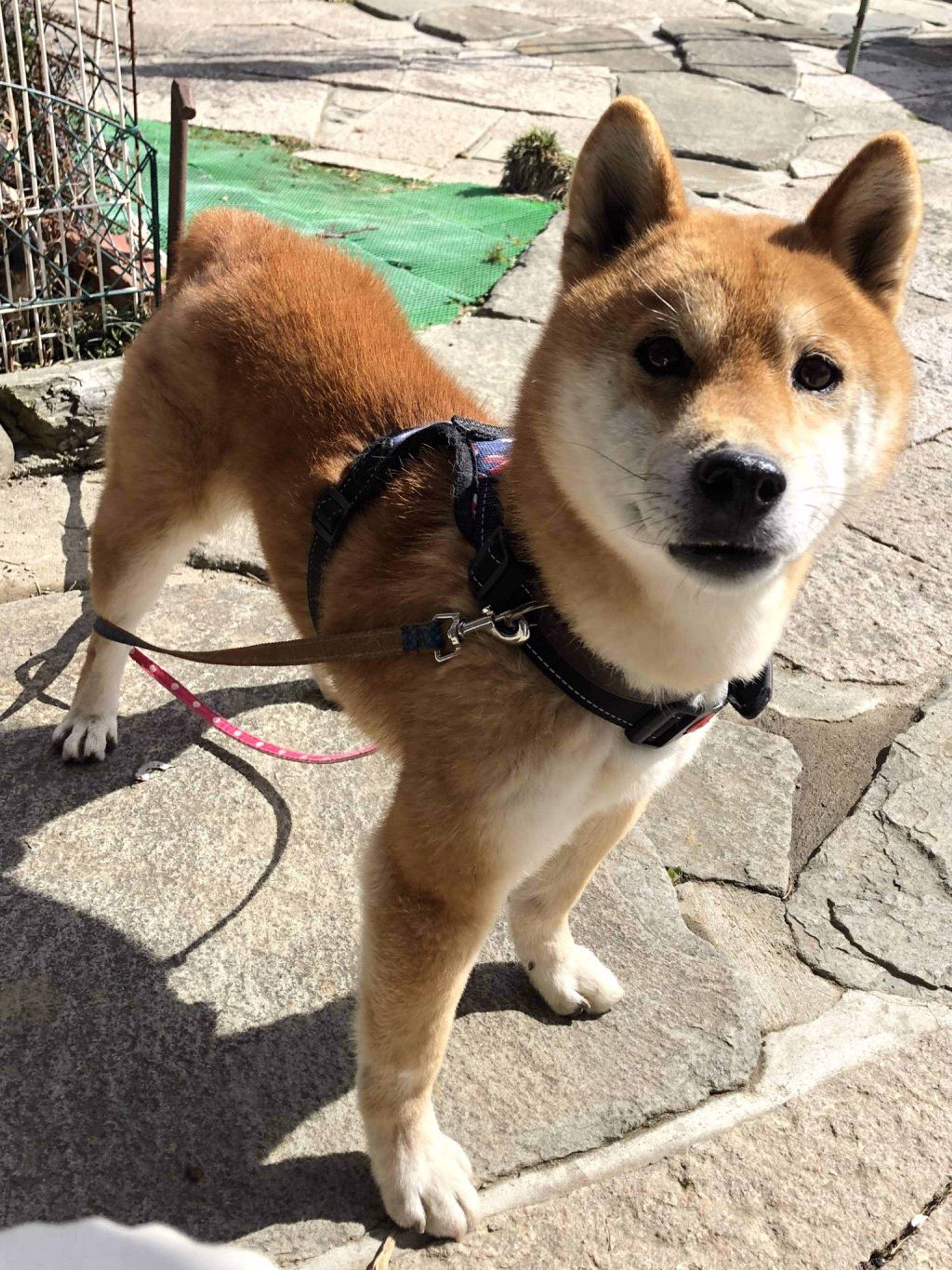 柴犬・オスの里親募集の写真