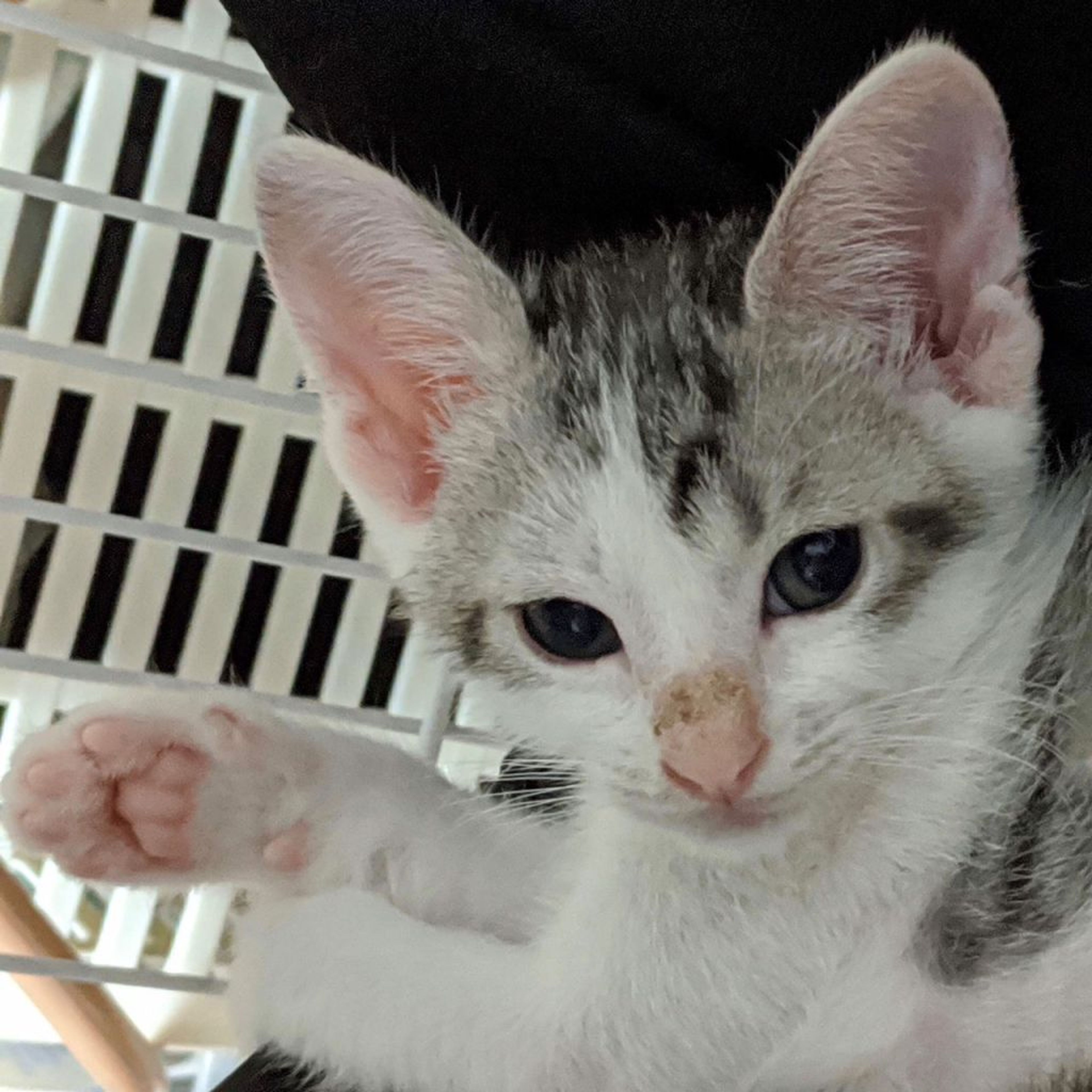 雑種（ミックス猫）・オスの里親募集の写真