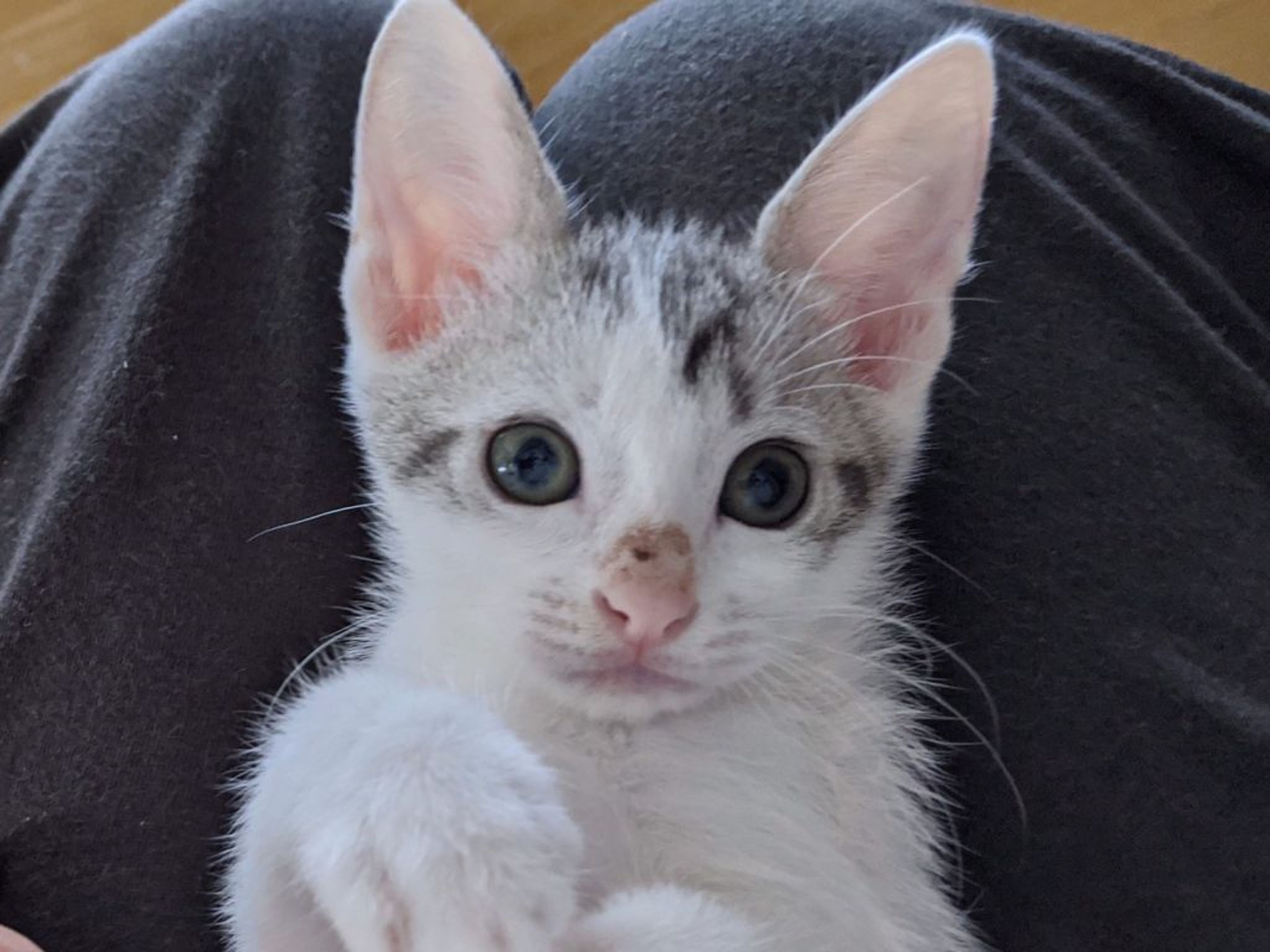 pet-image-2