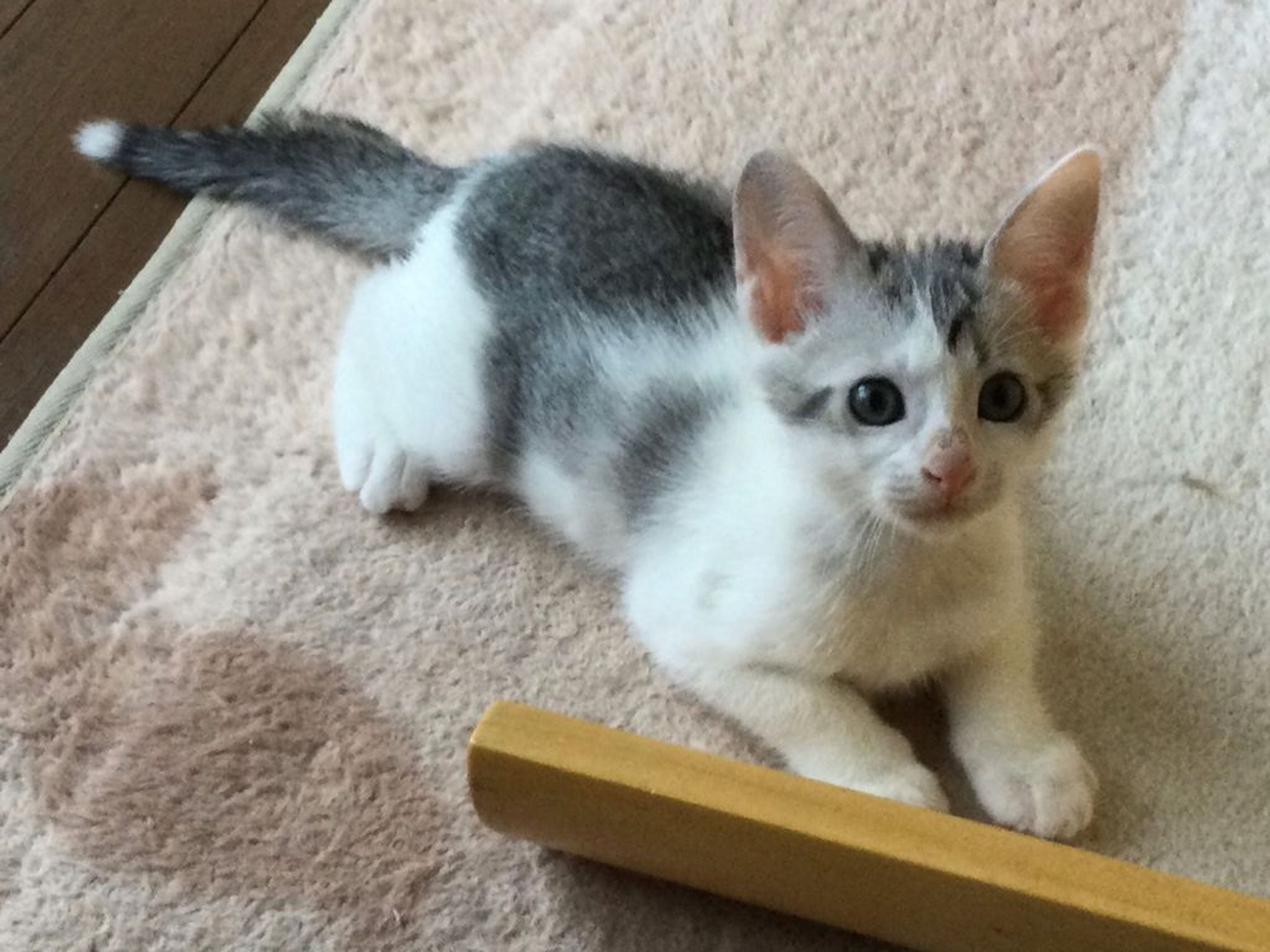 pet-image-3