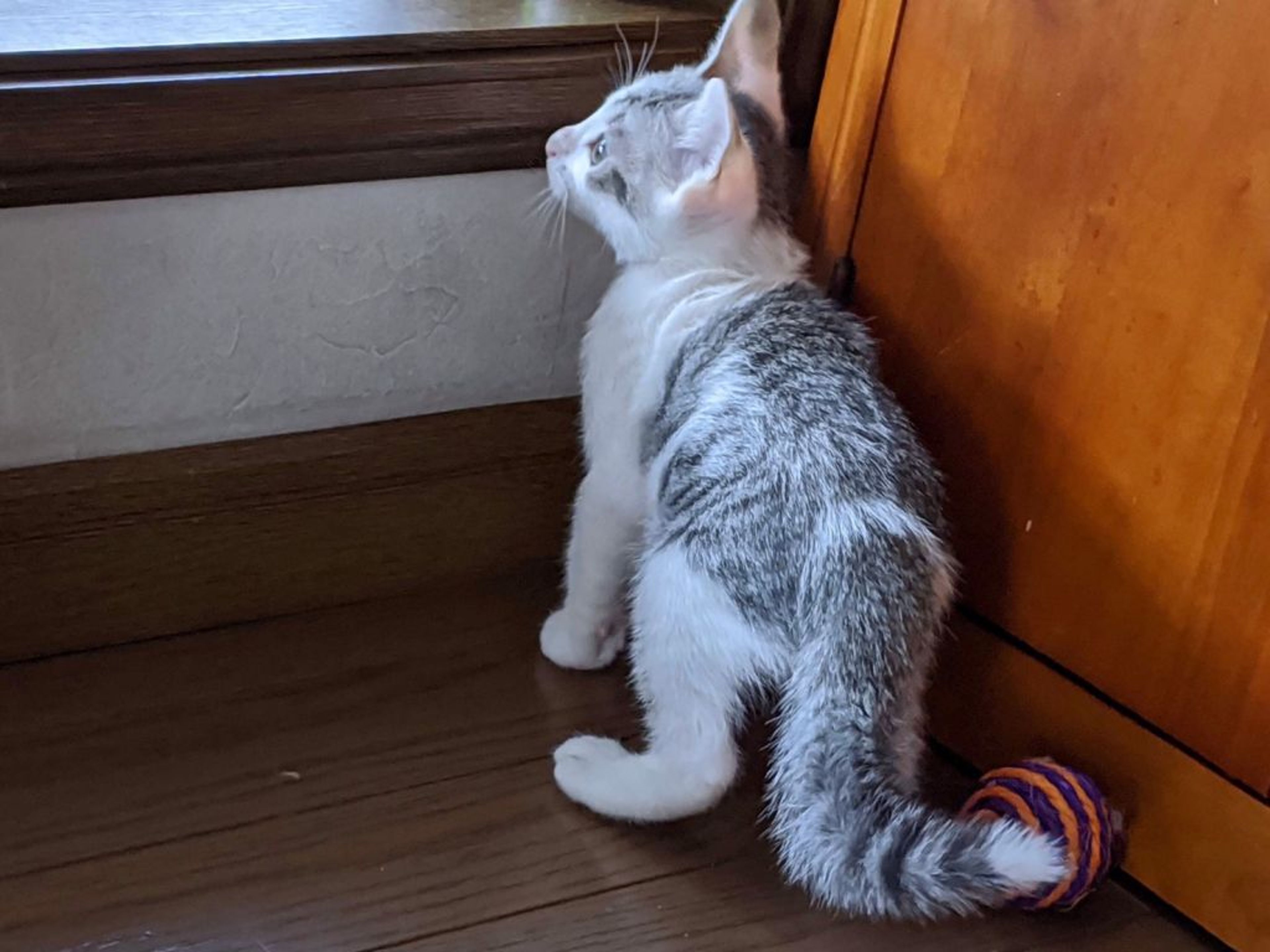pet-image-4