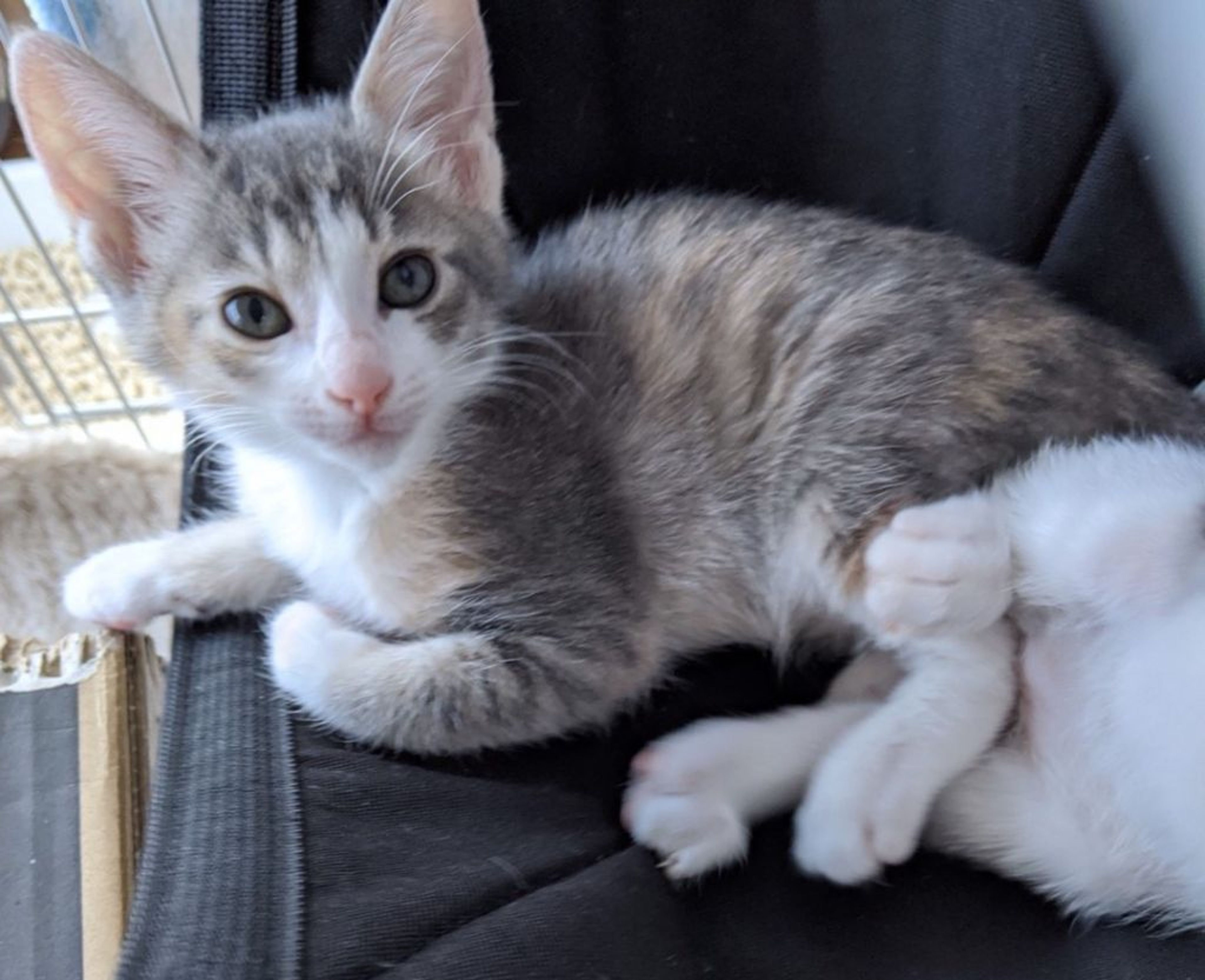 雑種（ミックス猫）・メスの里親募集の写真