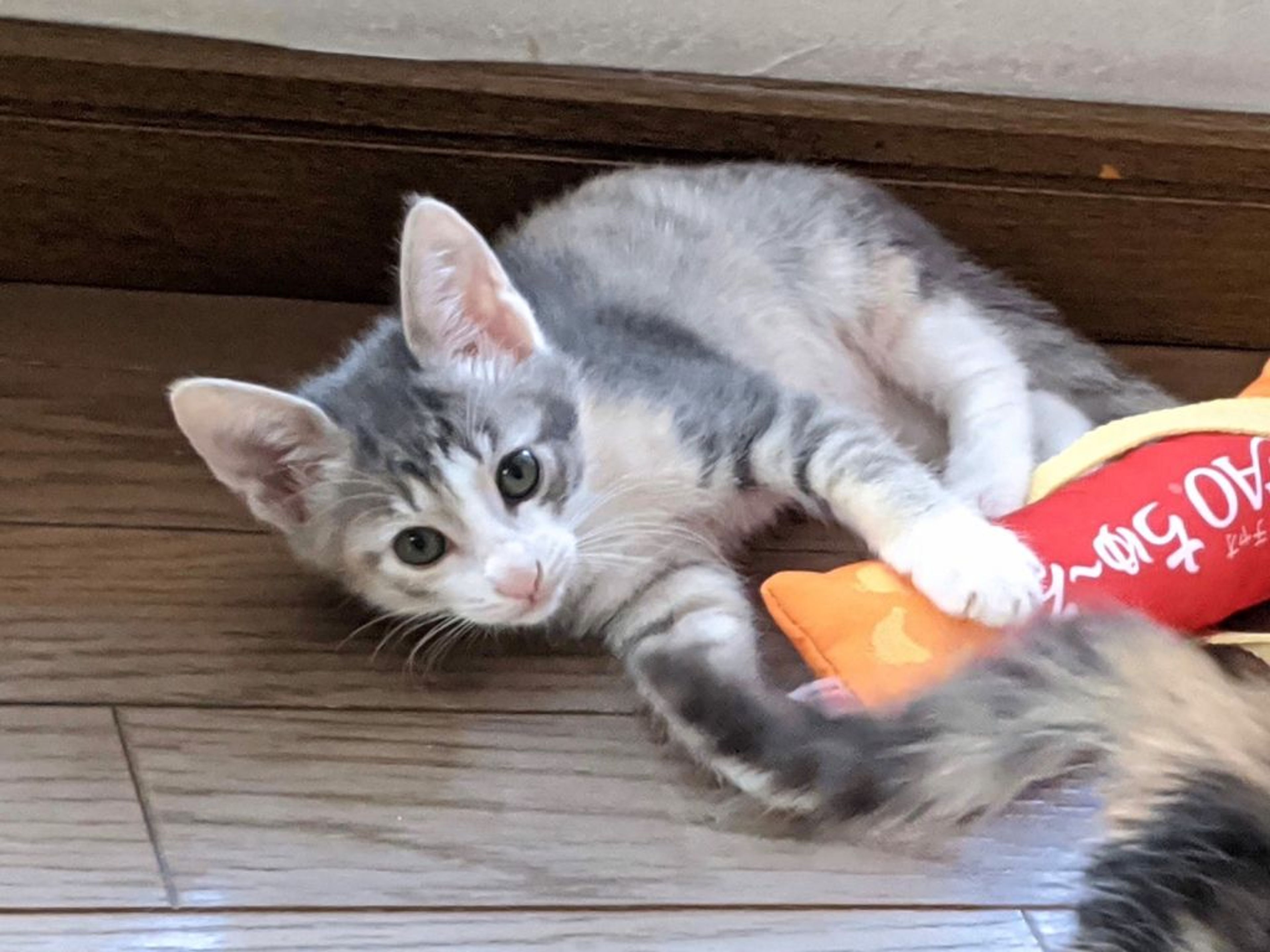 pet-image-4