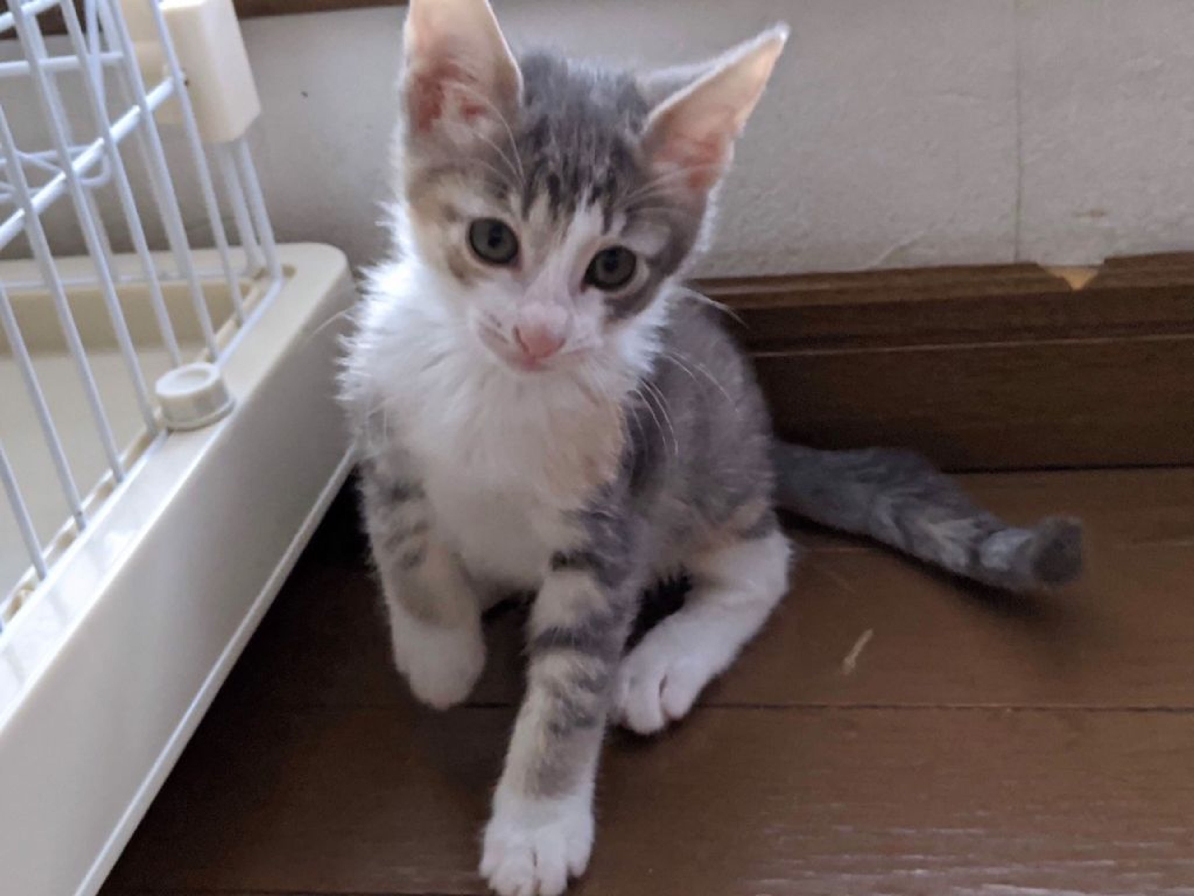 pet-image-5