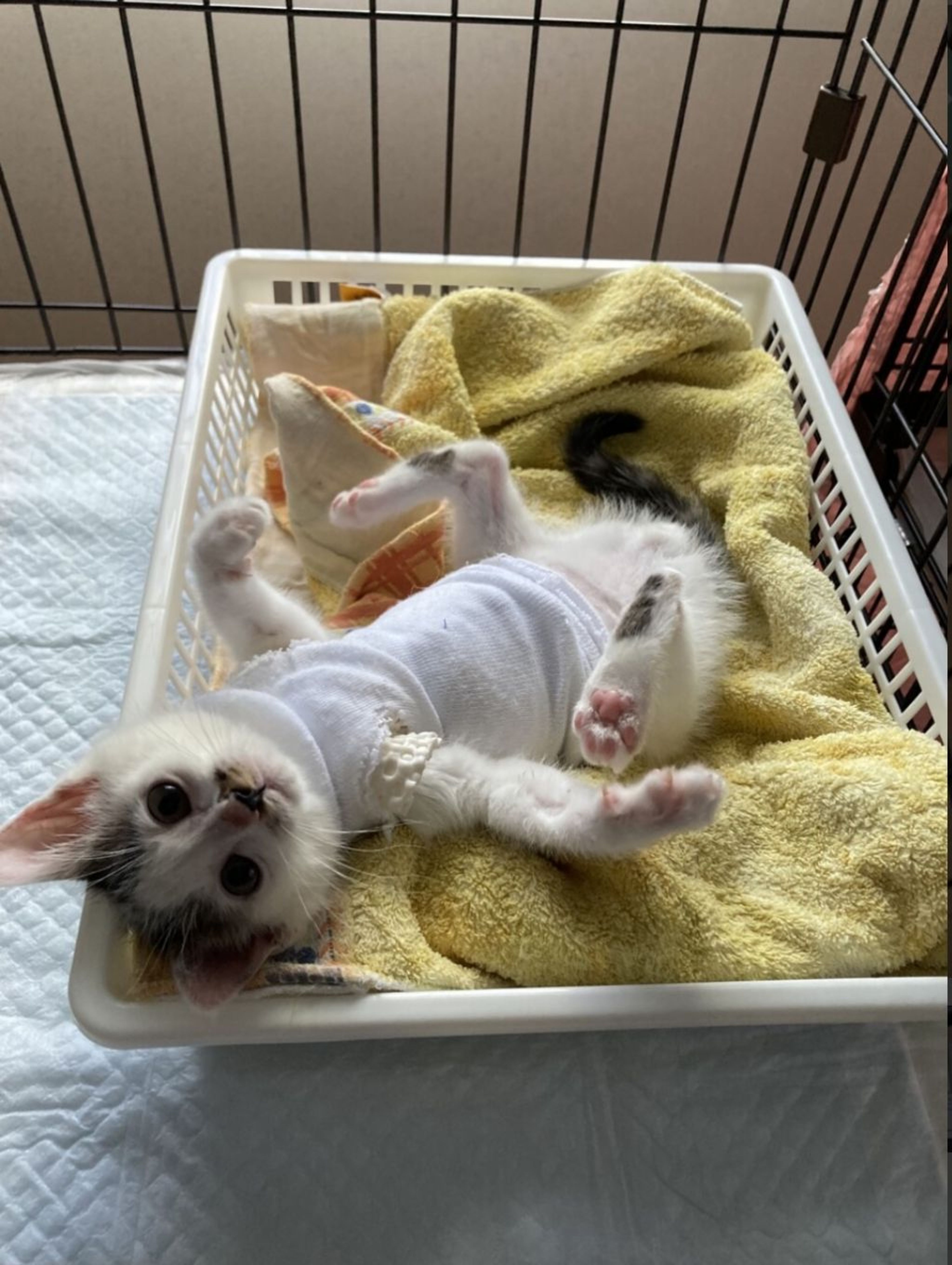 pet-image-2