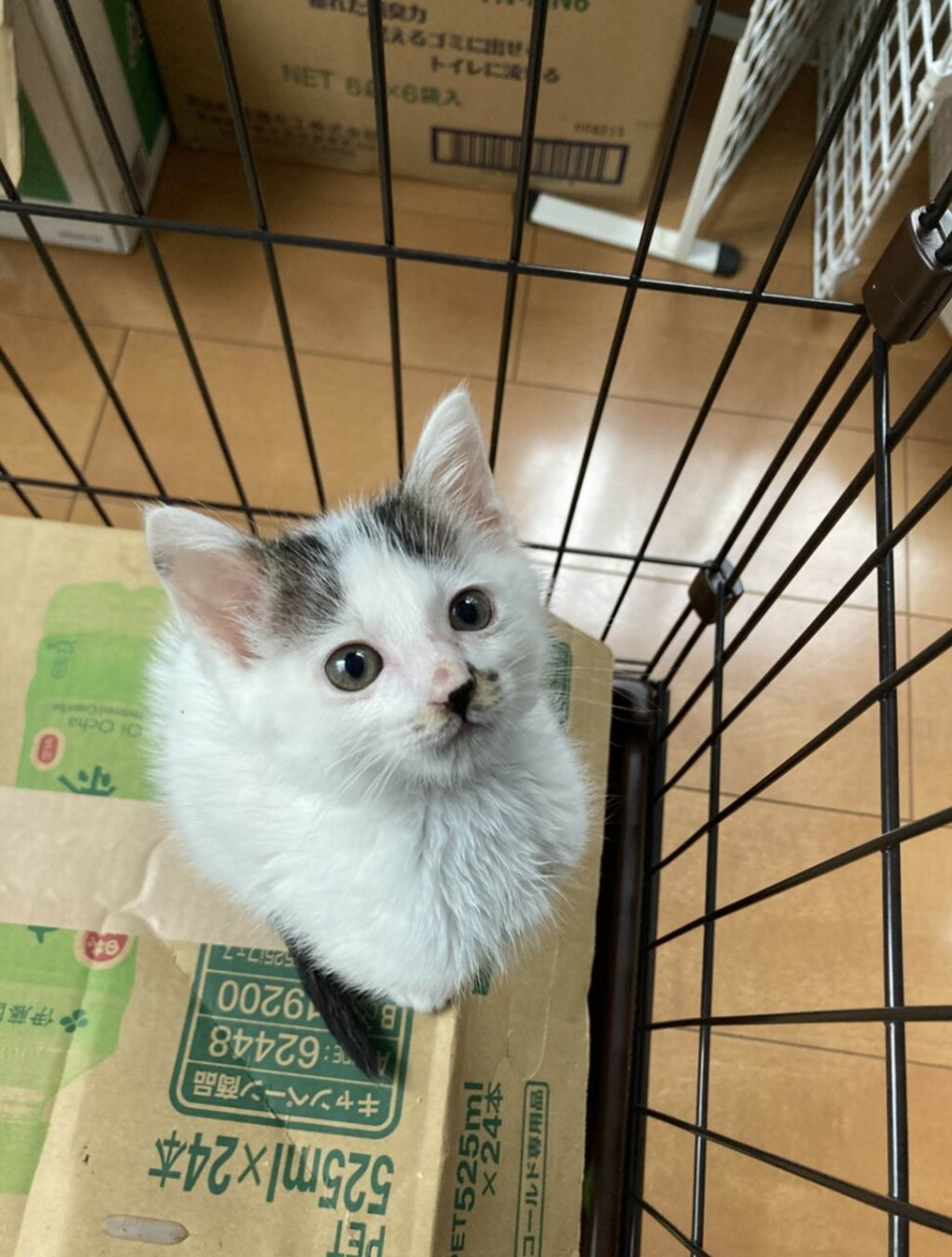 pet-image-3