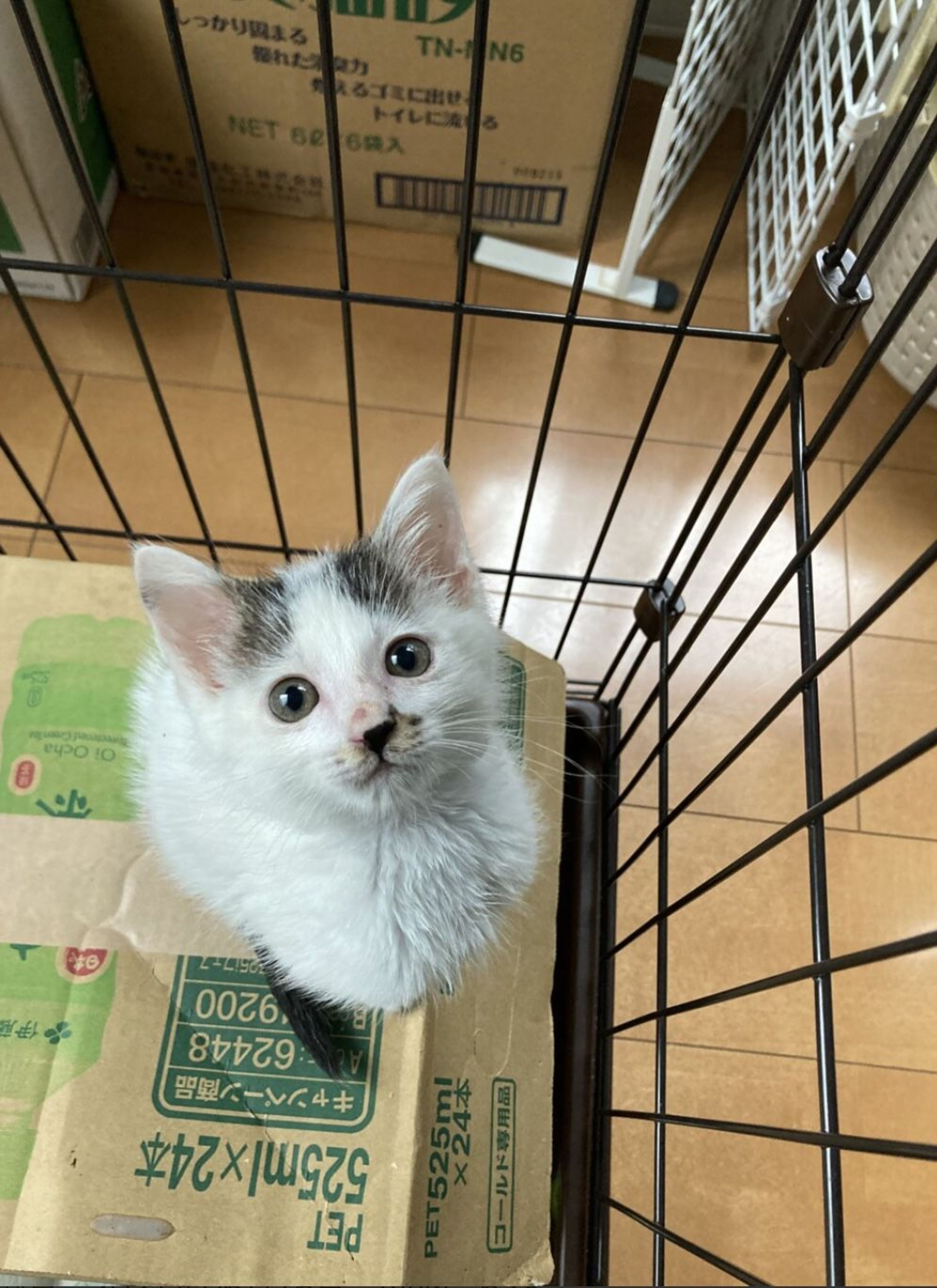 pet-image-4