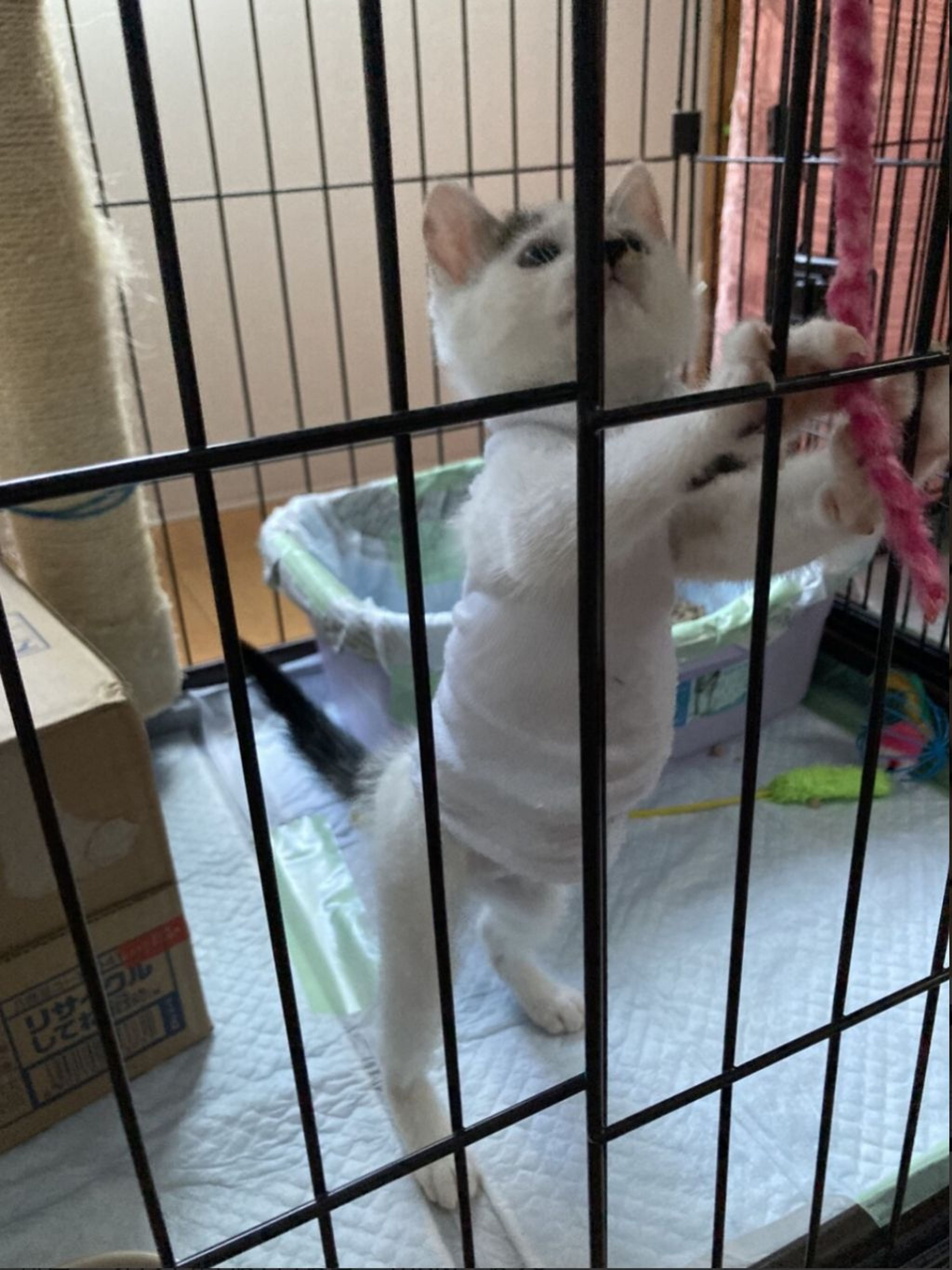 pet-image-5
