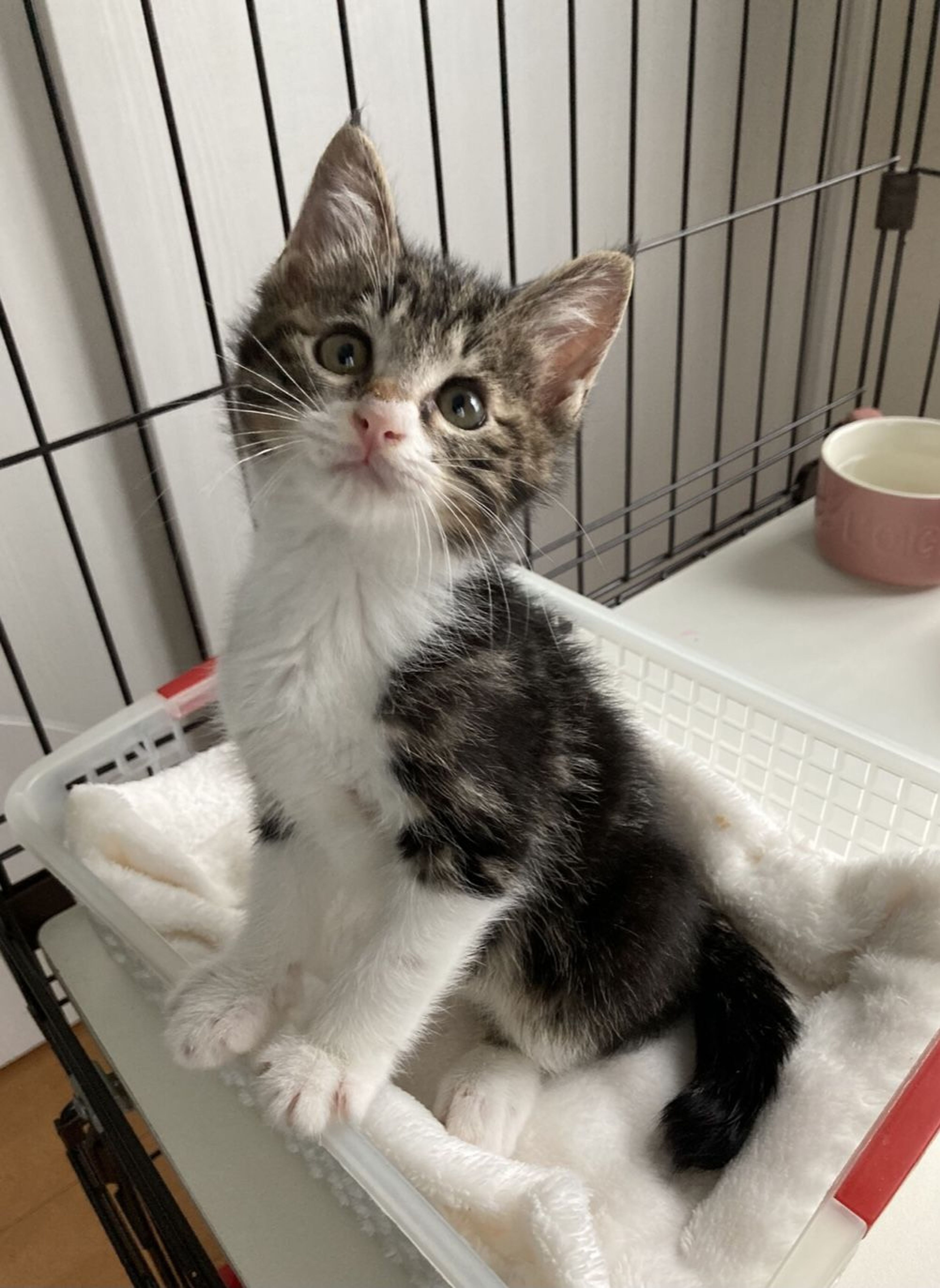 雑種（ミックス猫）・オスの里親募集の写真