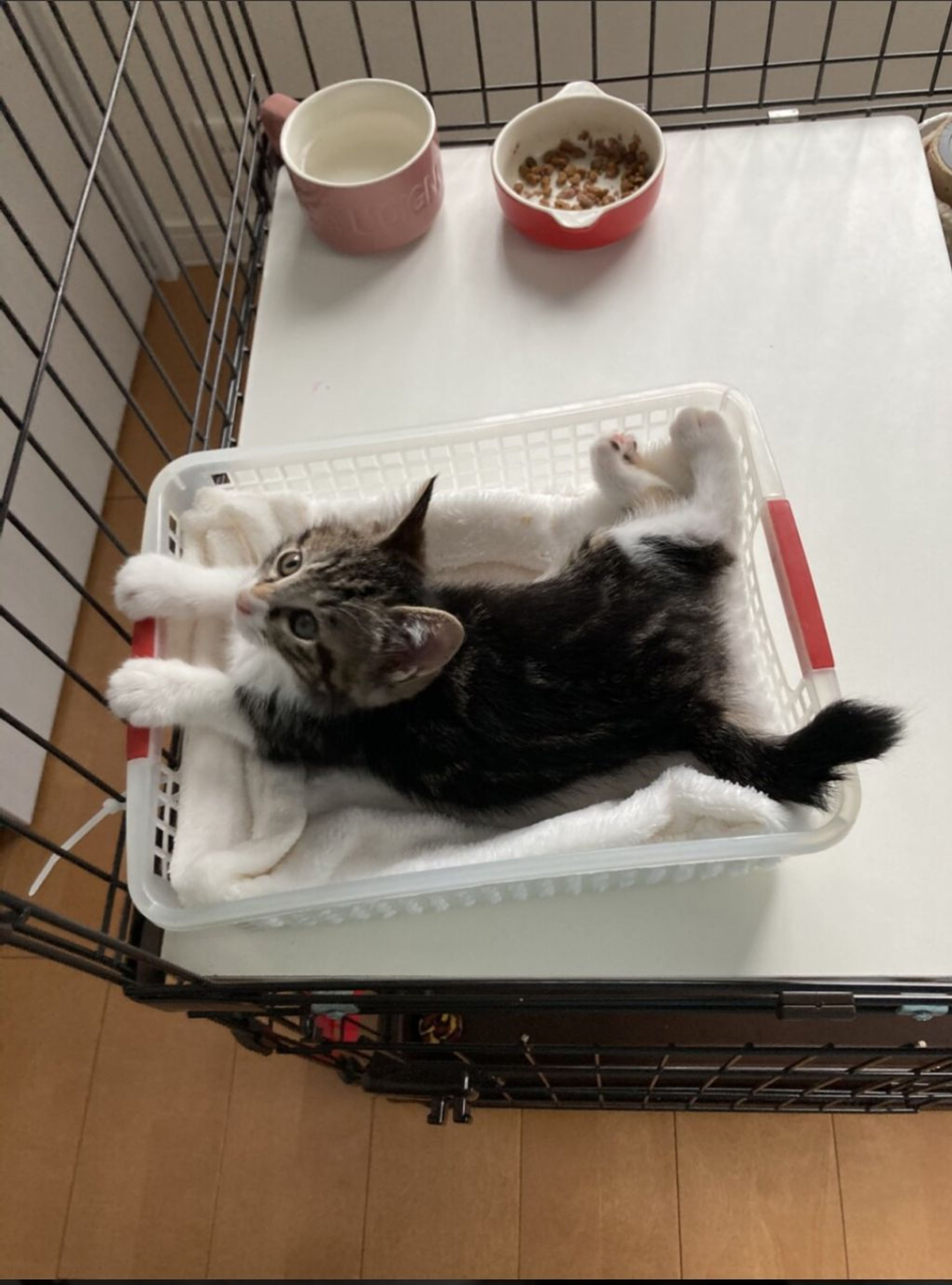 pet-image-2