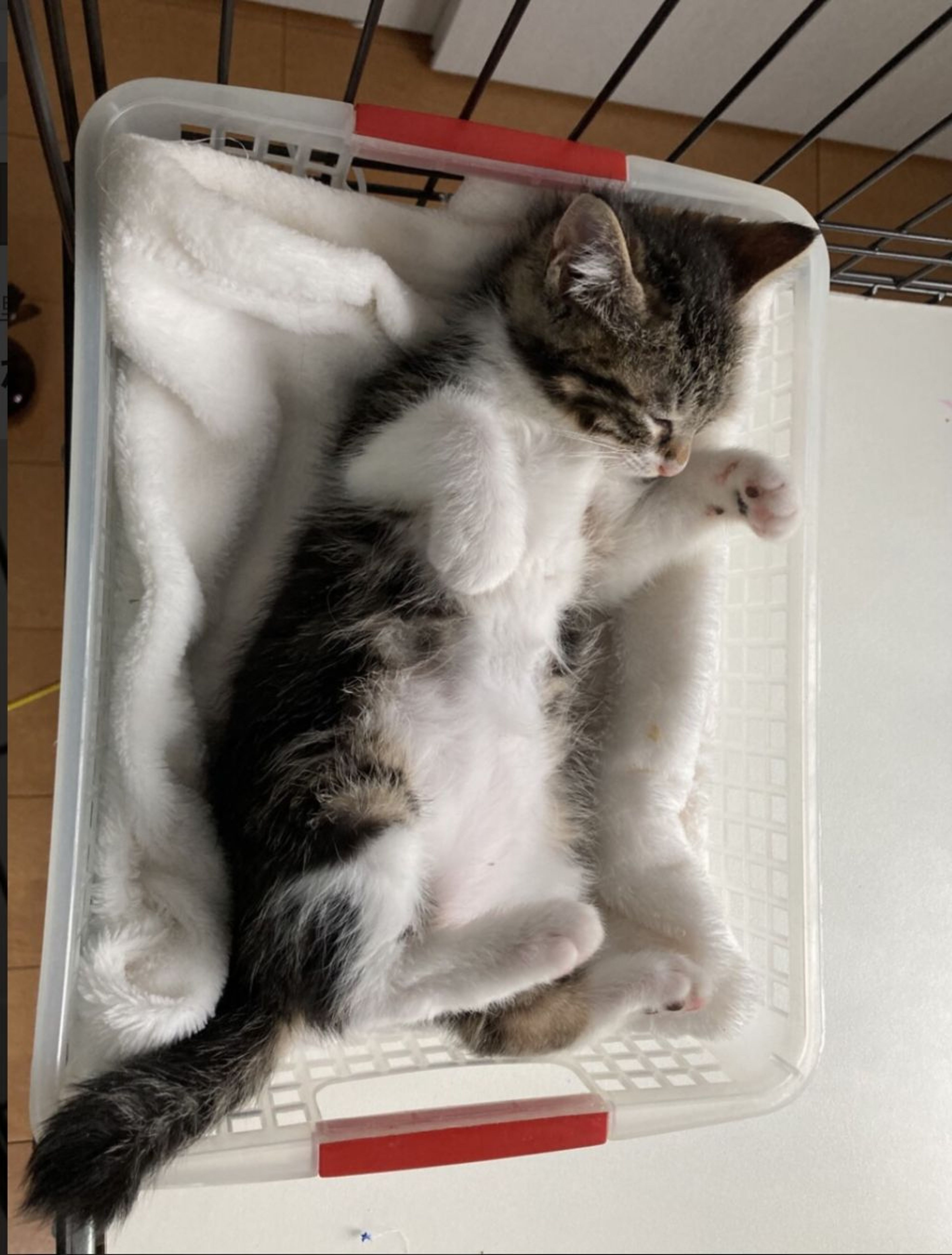 pet-image-3