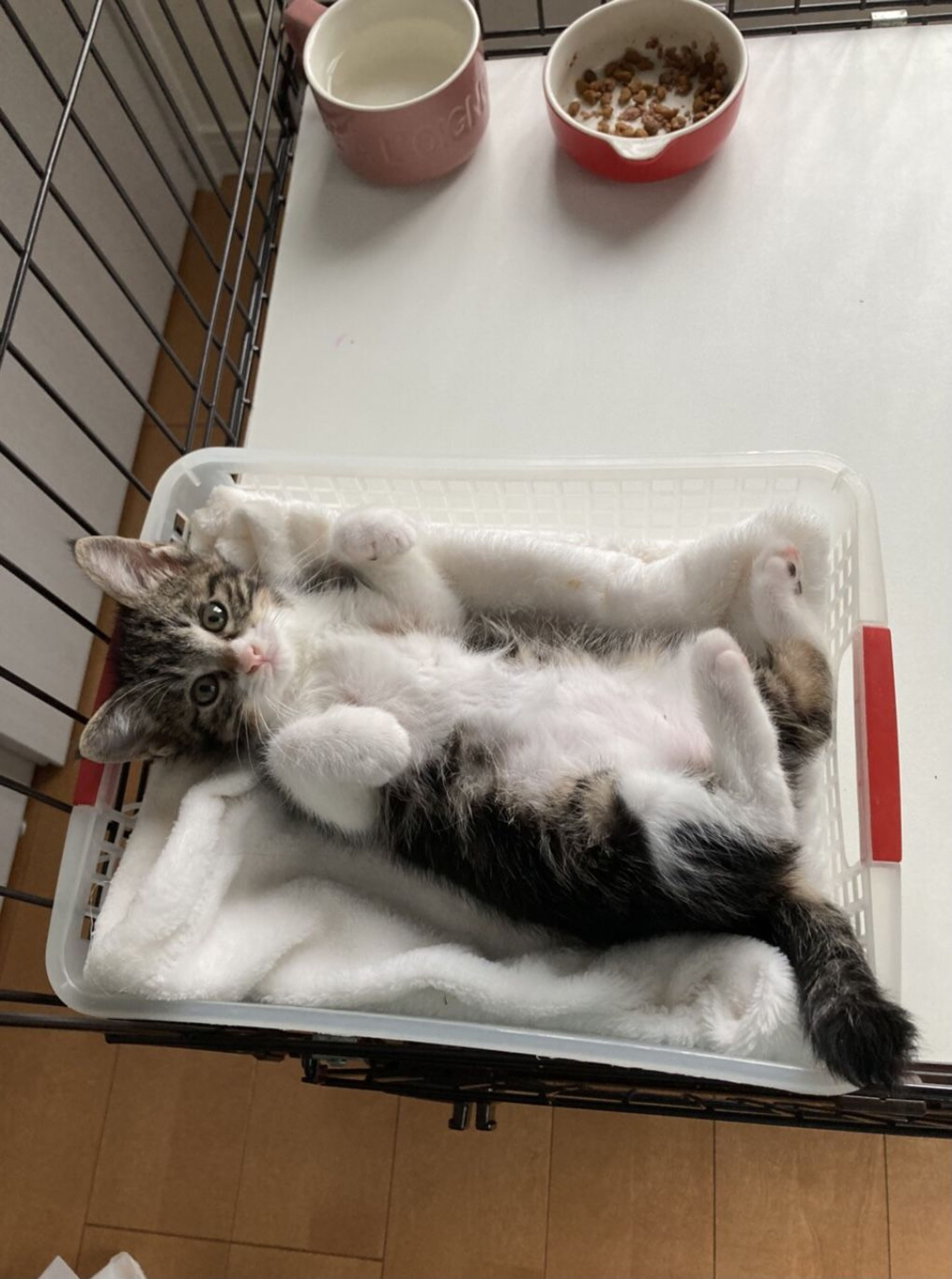 pet-image-4