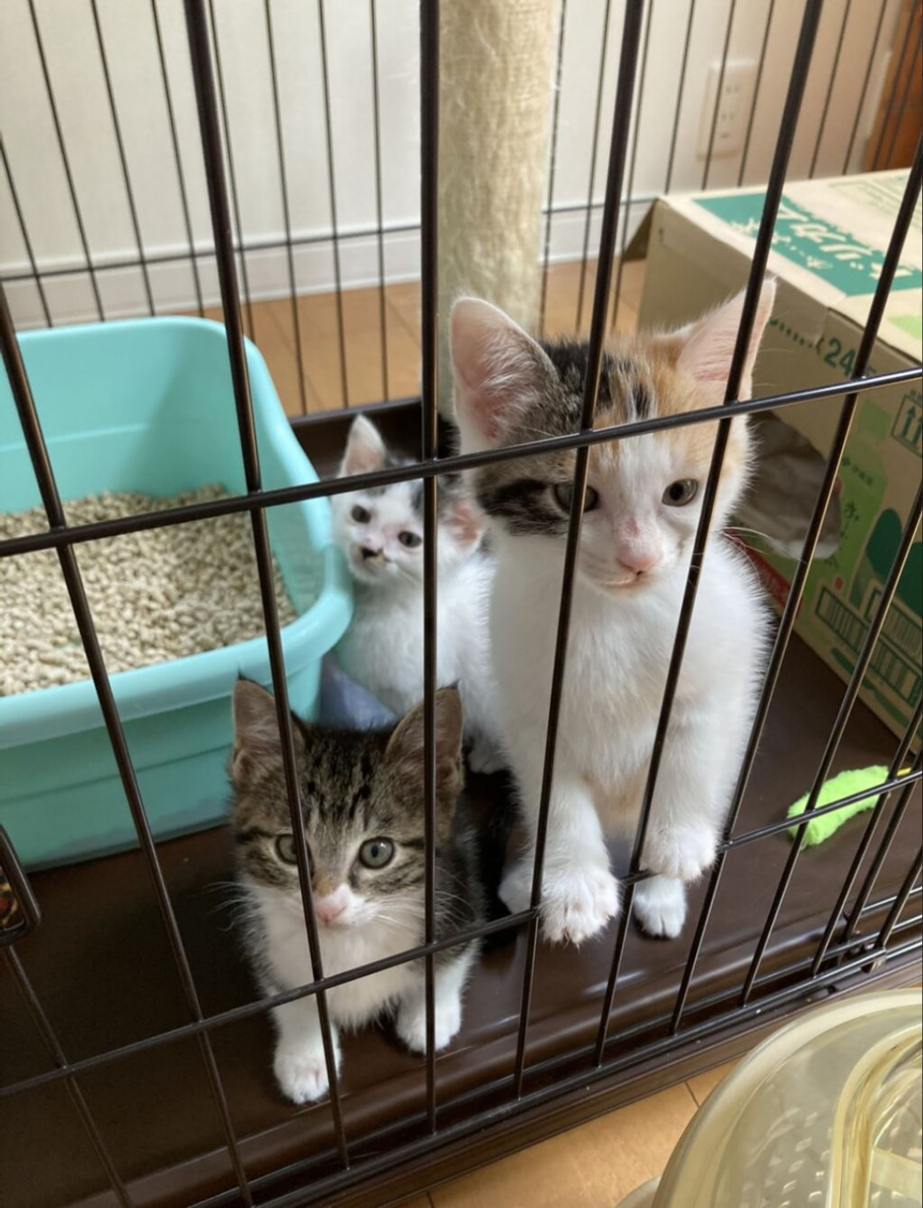 pet-image-6