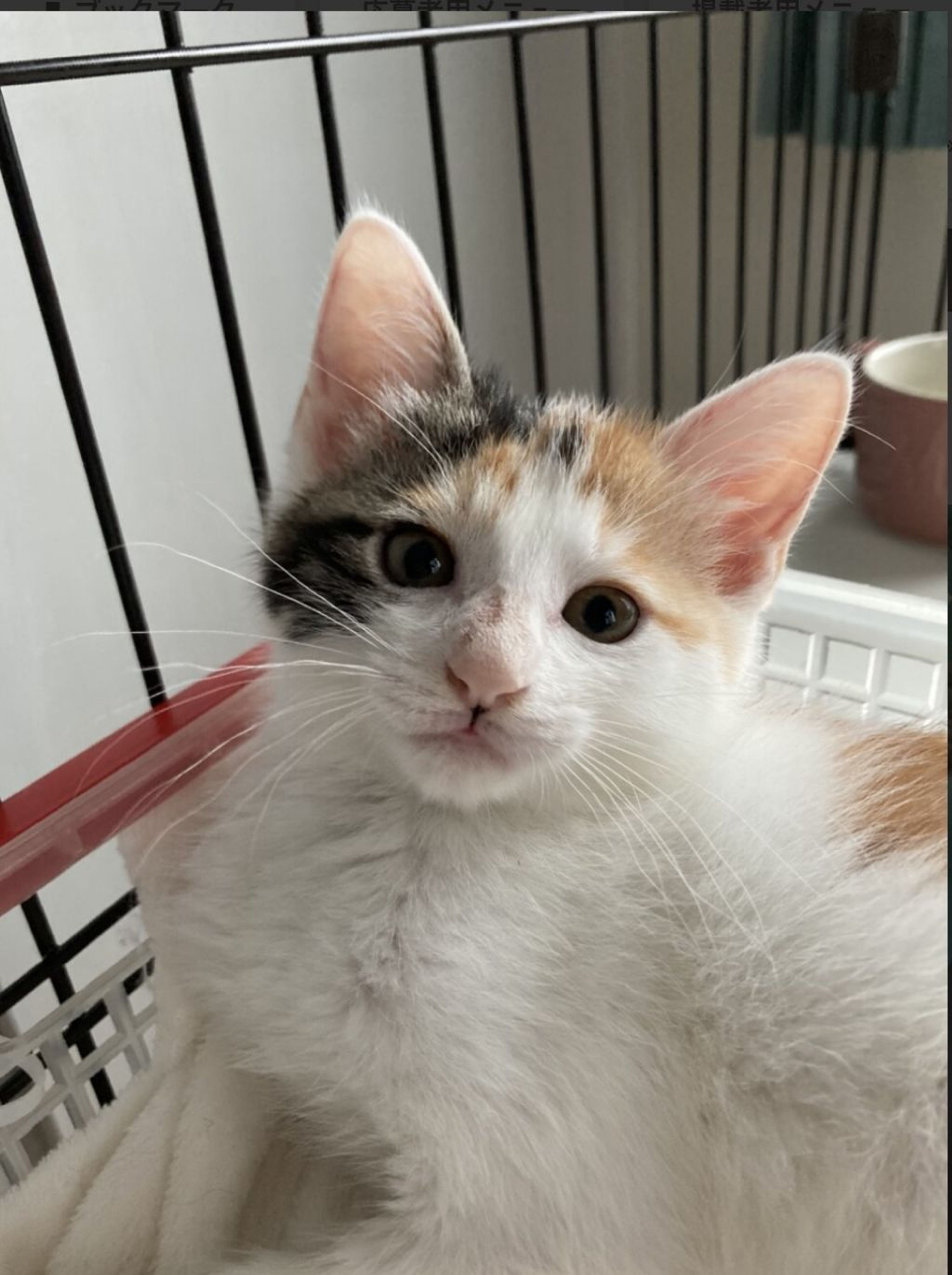 pet-image-4