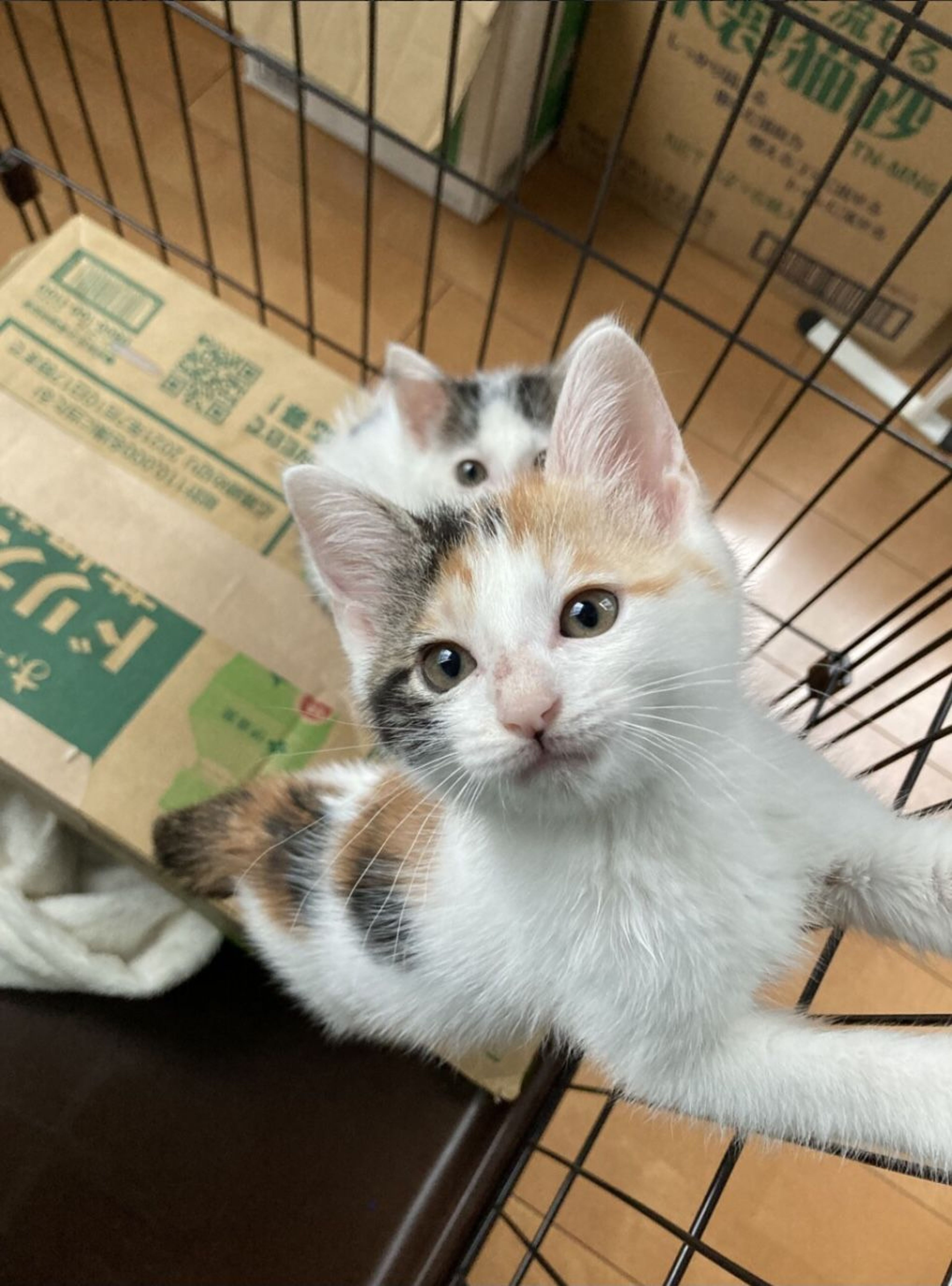 pet-image-5