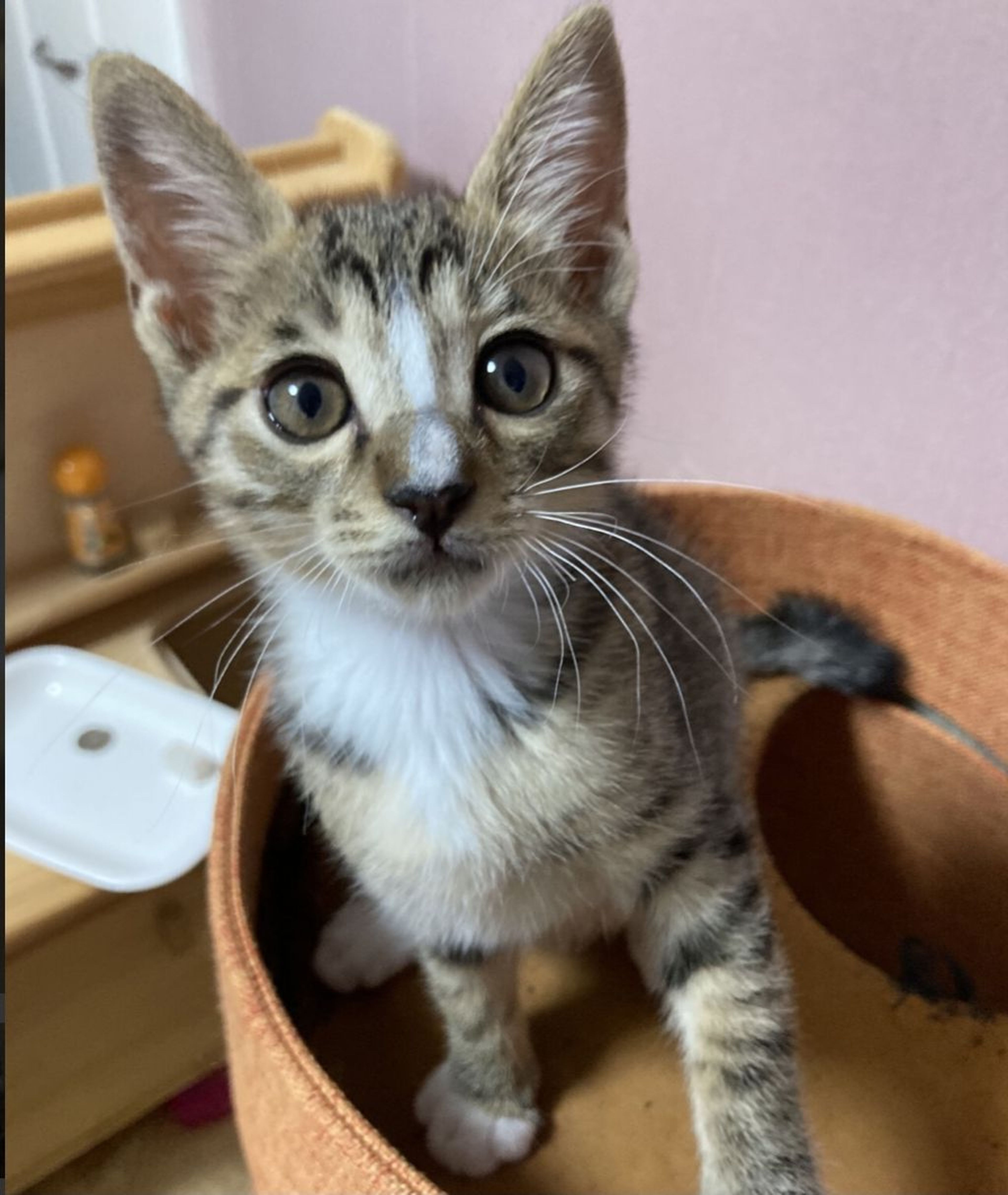 雑種（ミックス猫）・オスの里親募集の写真