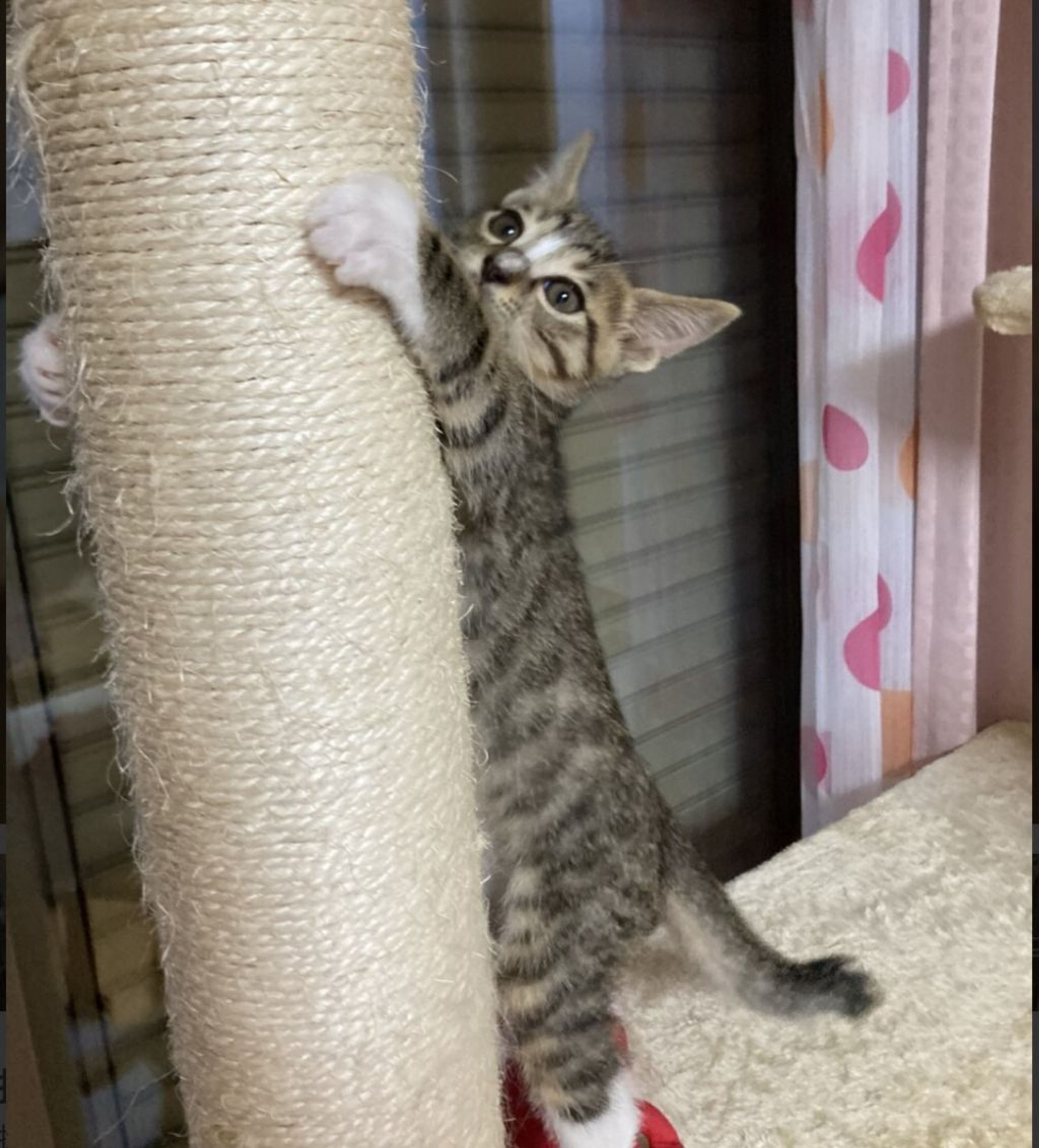 pet-image-2