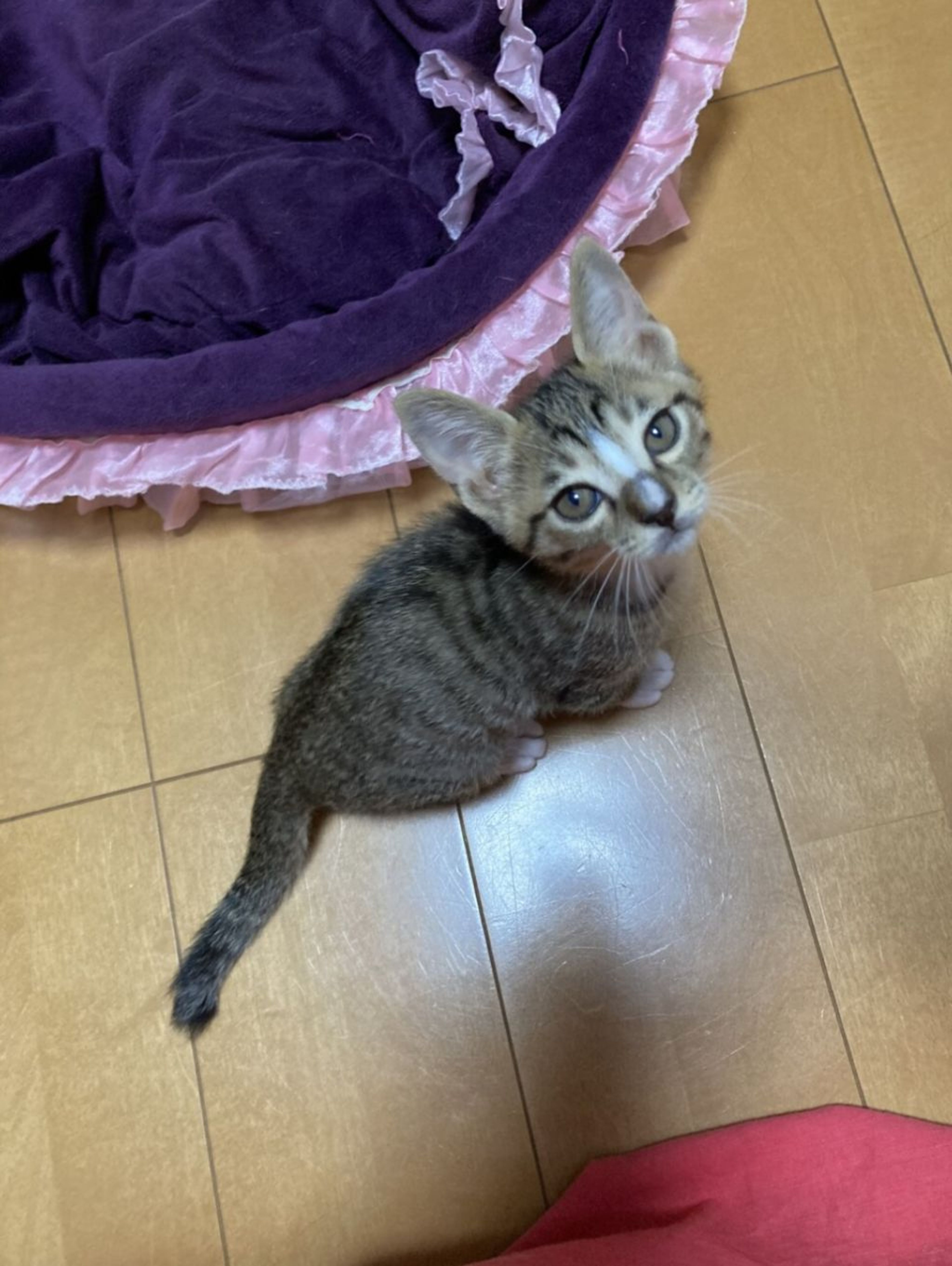pet-image-3