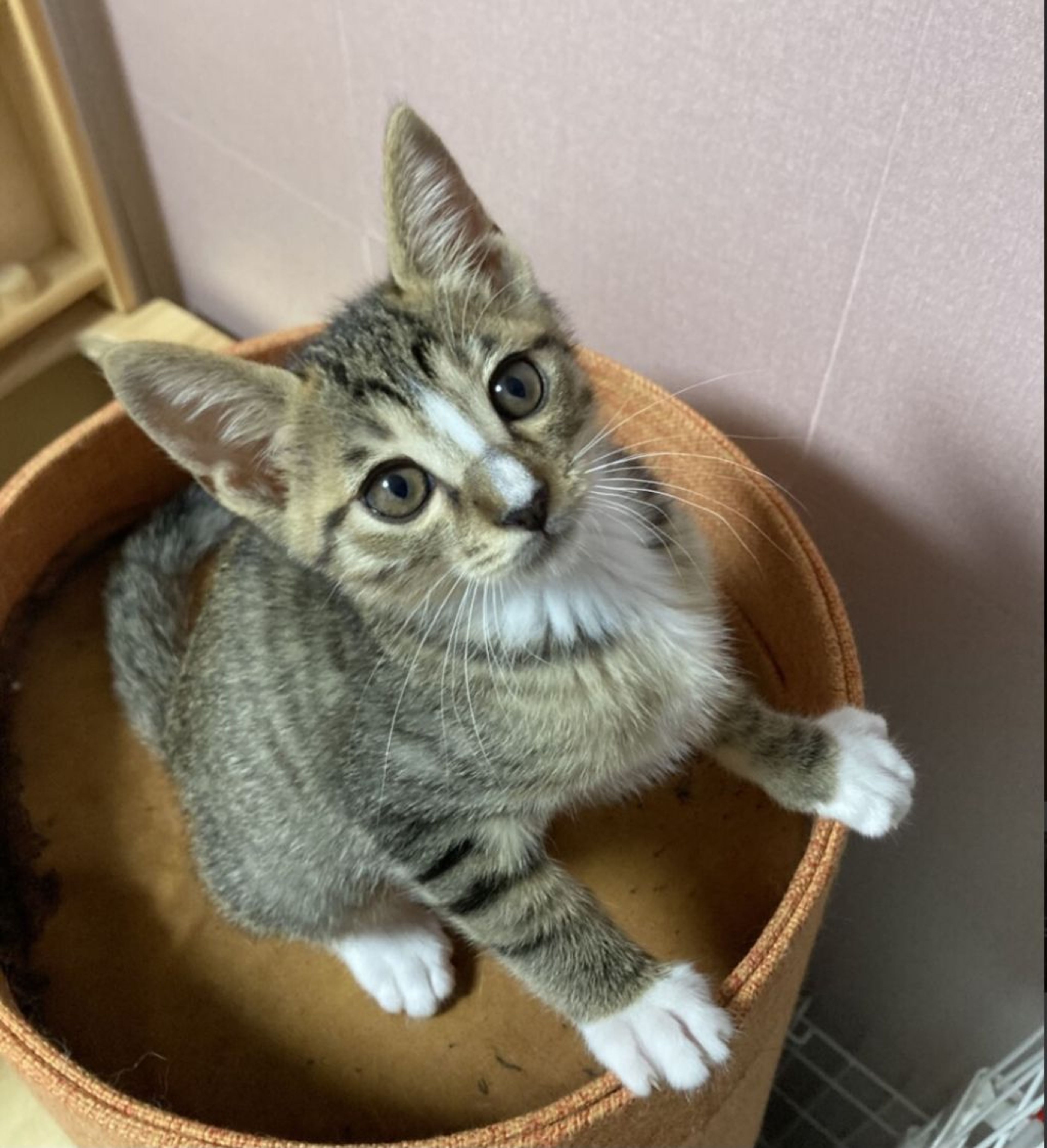 pet-image-4