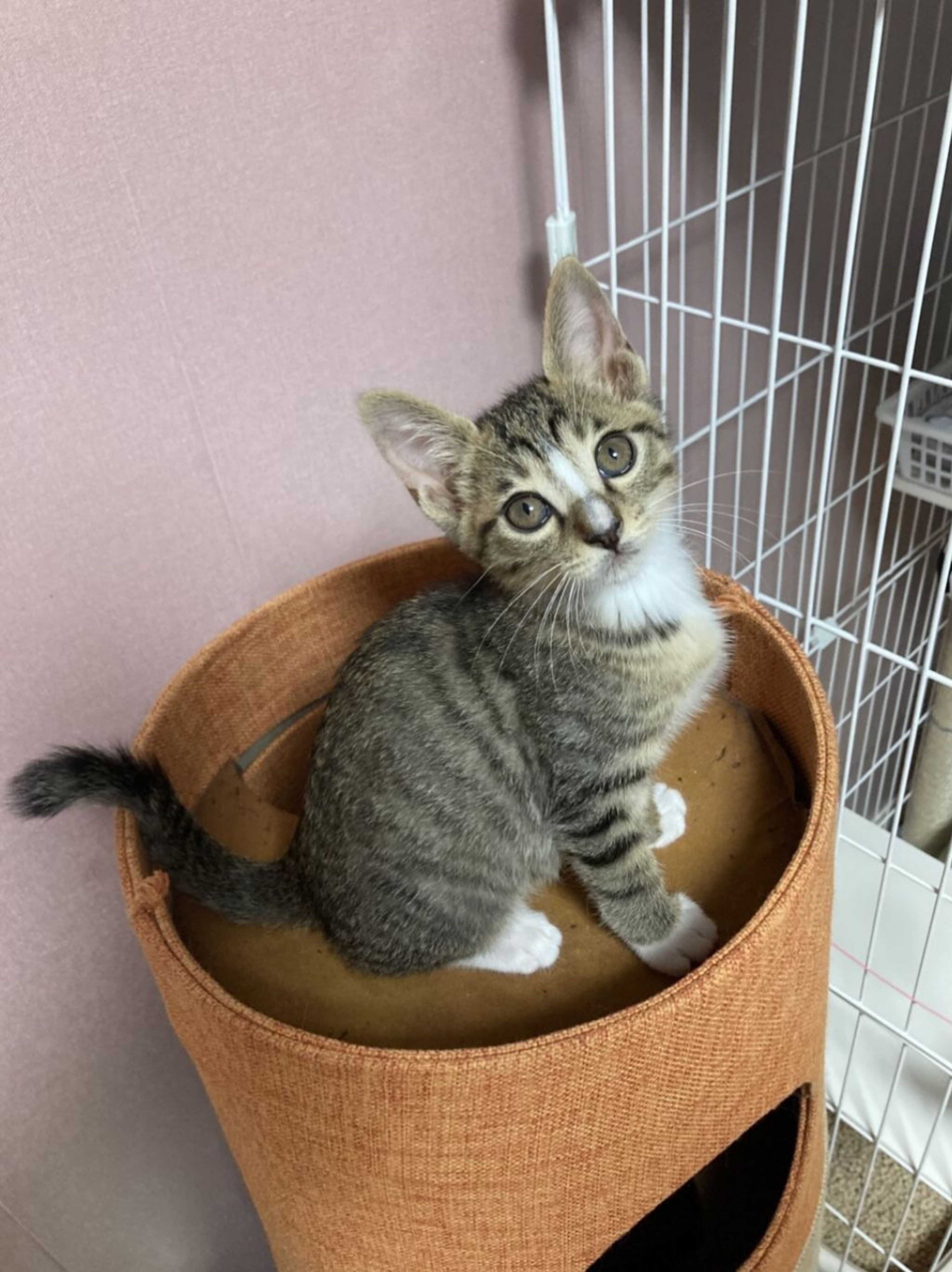 pet-image-5