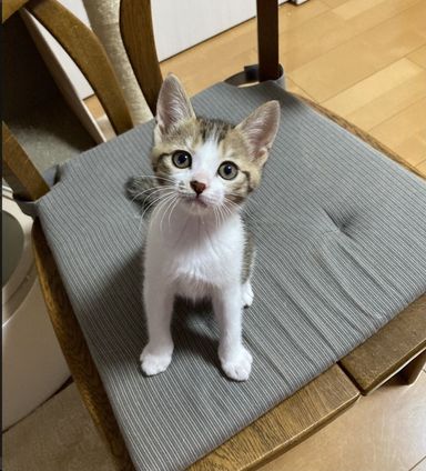 しろつめの写真