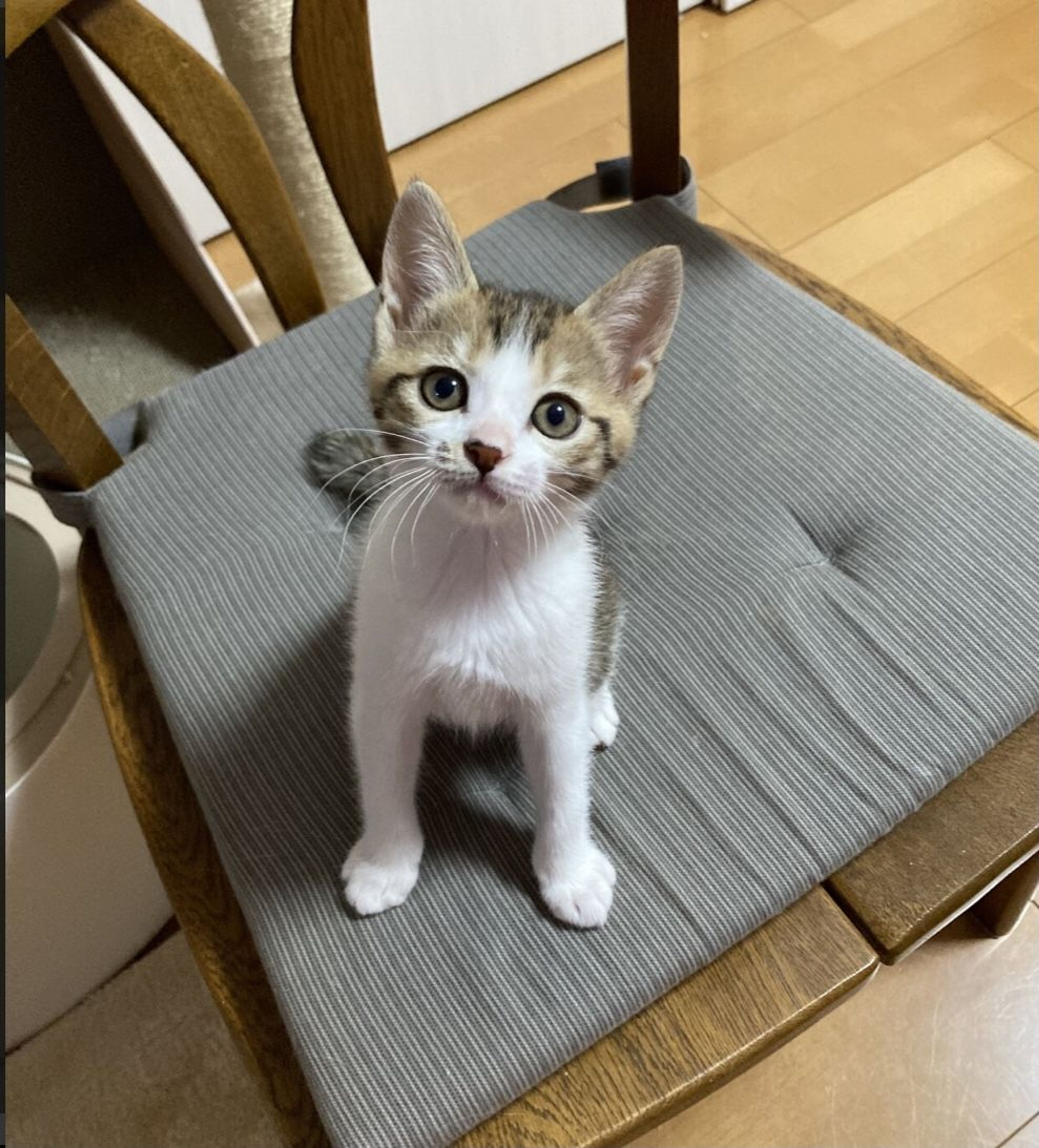 雑種（ミックス猫）・メスの里親募集の写真