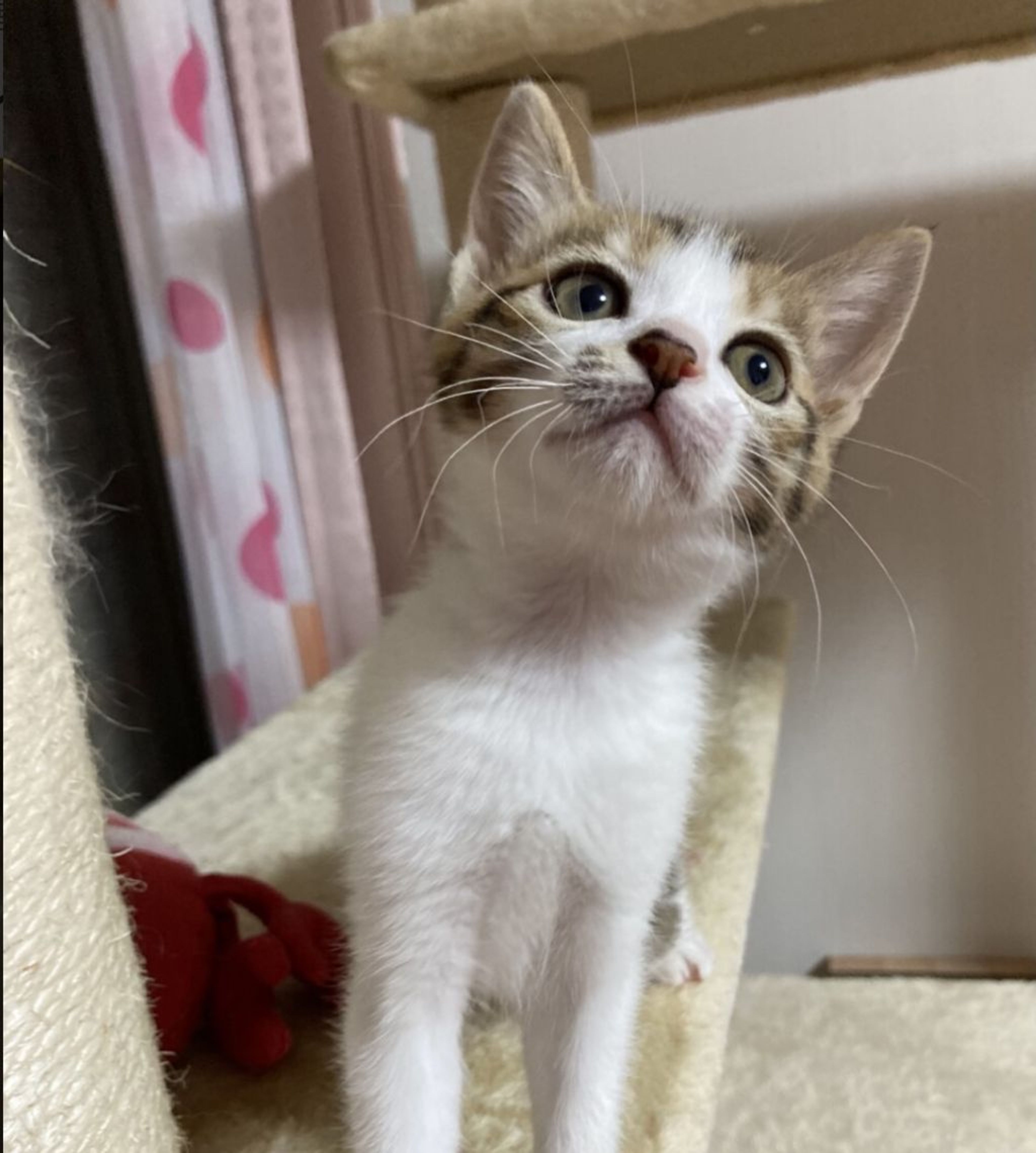 pet-image-2