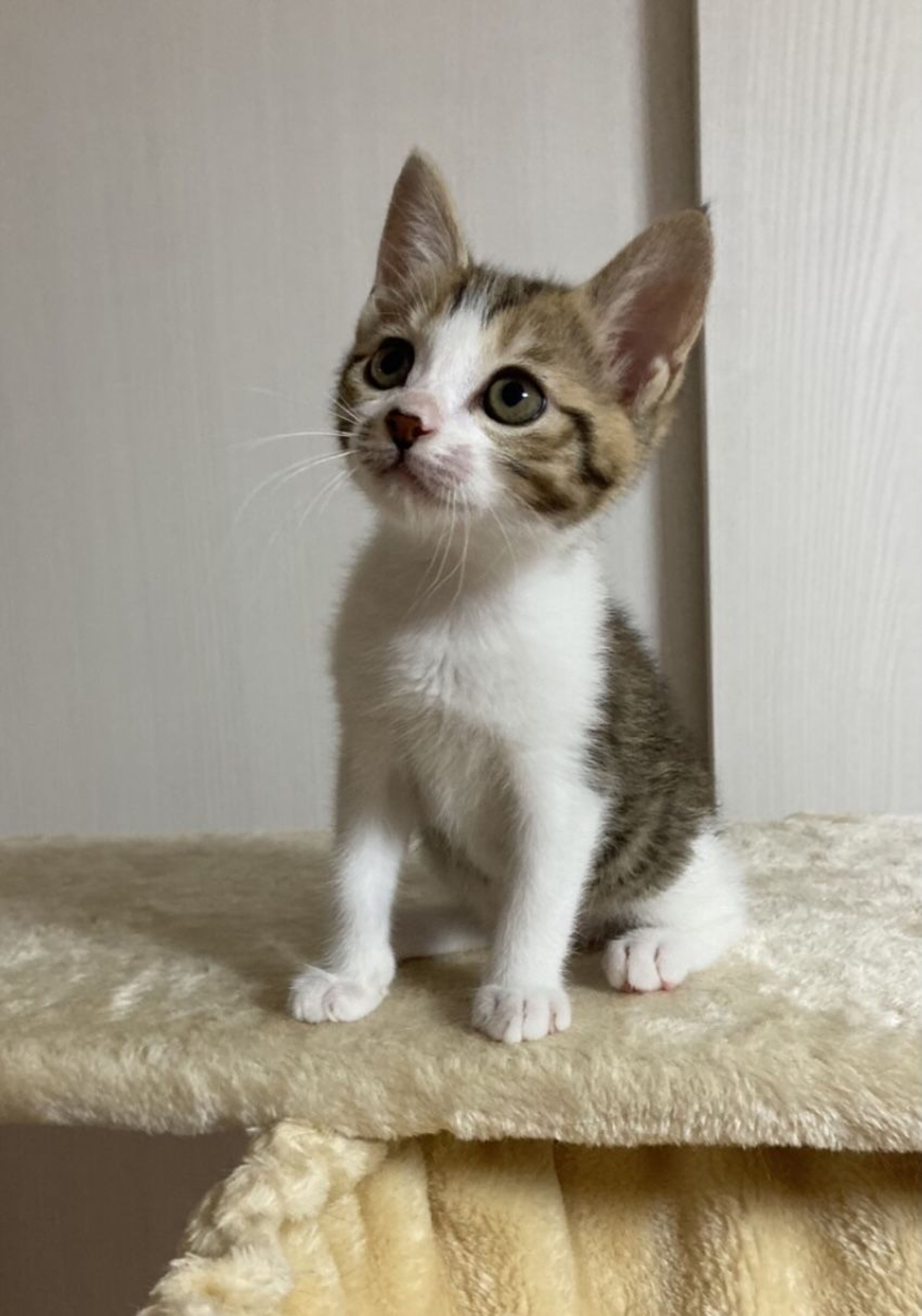 pet-image-3