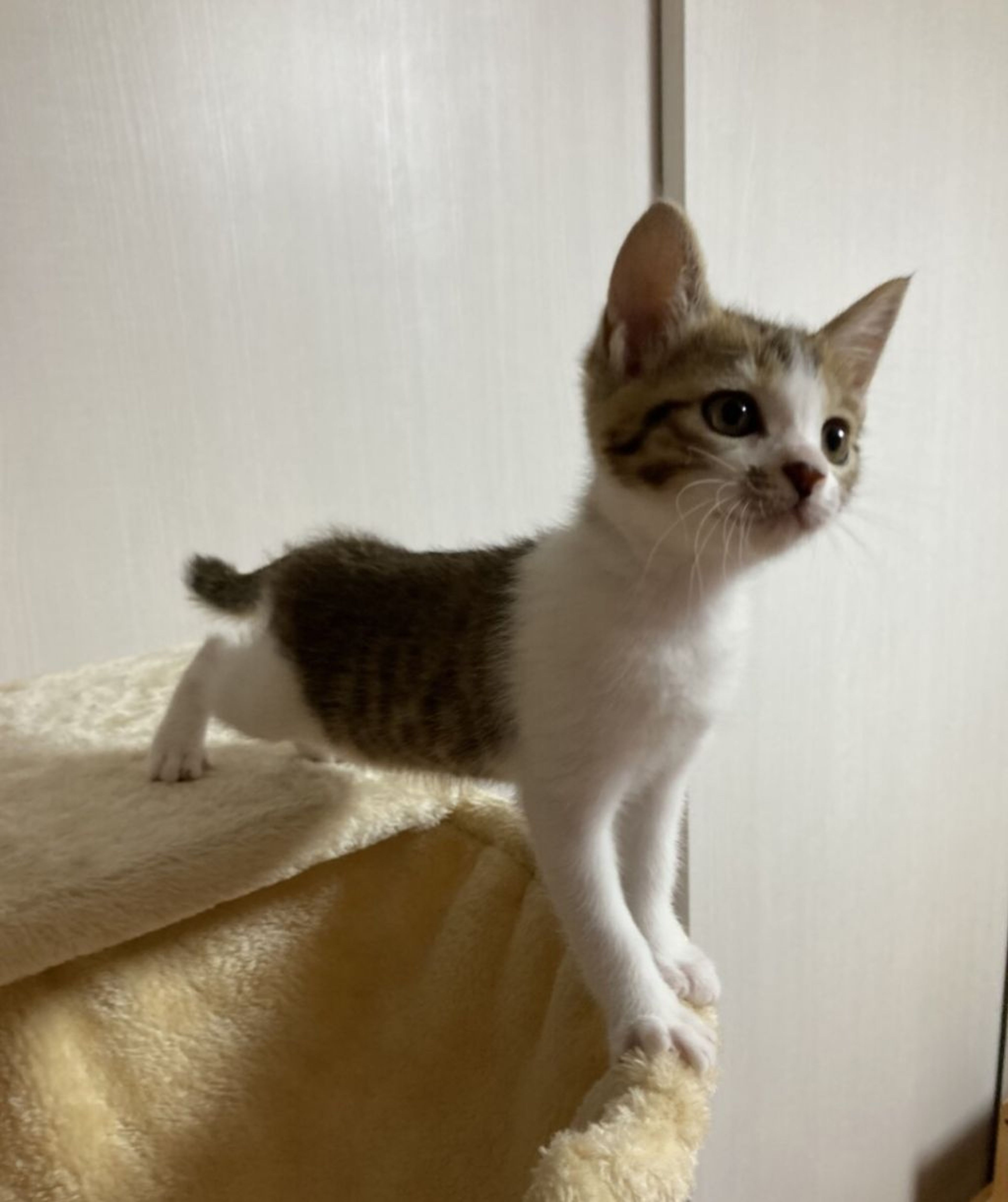 pet-image-4