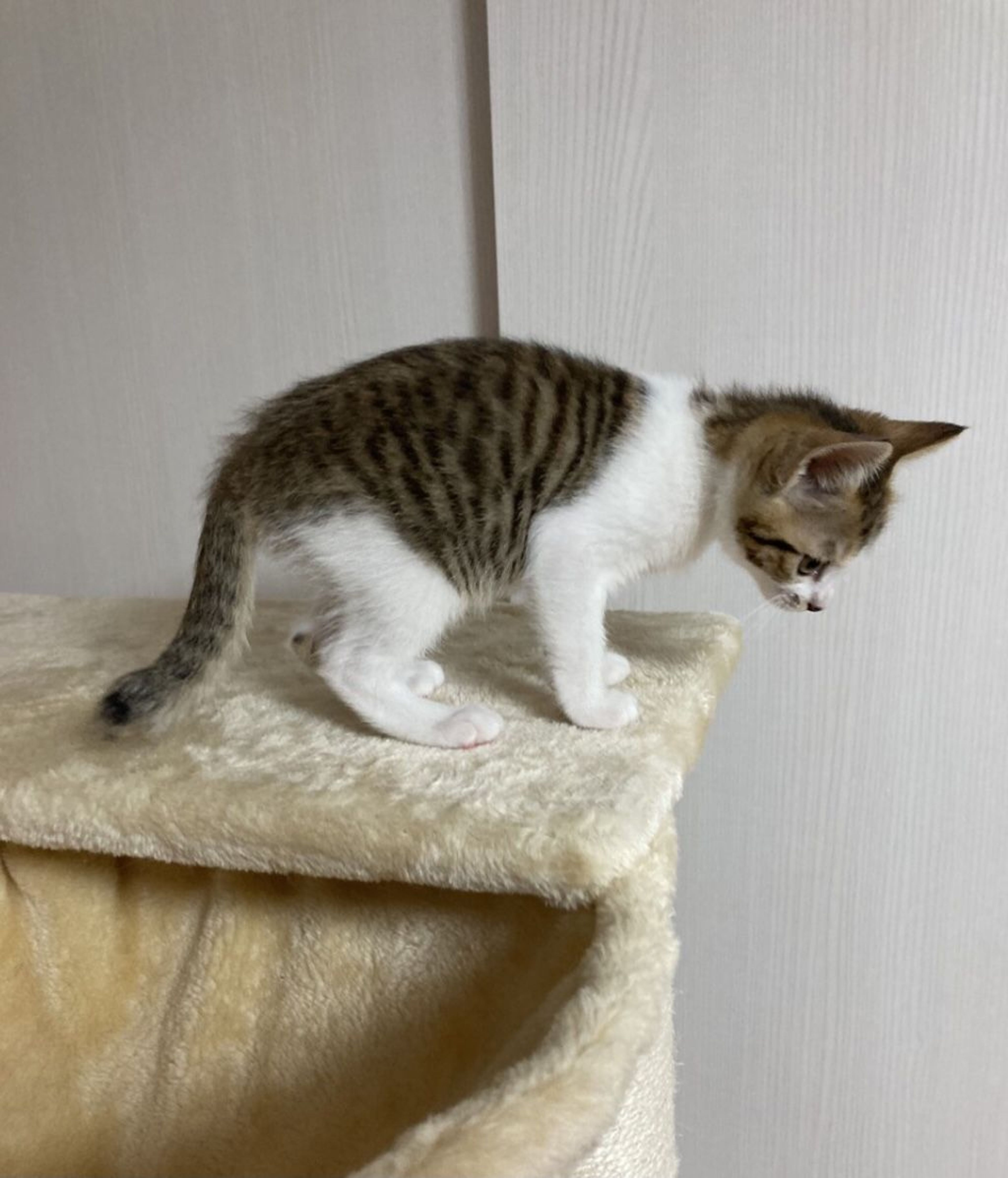 pet-image-5