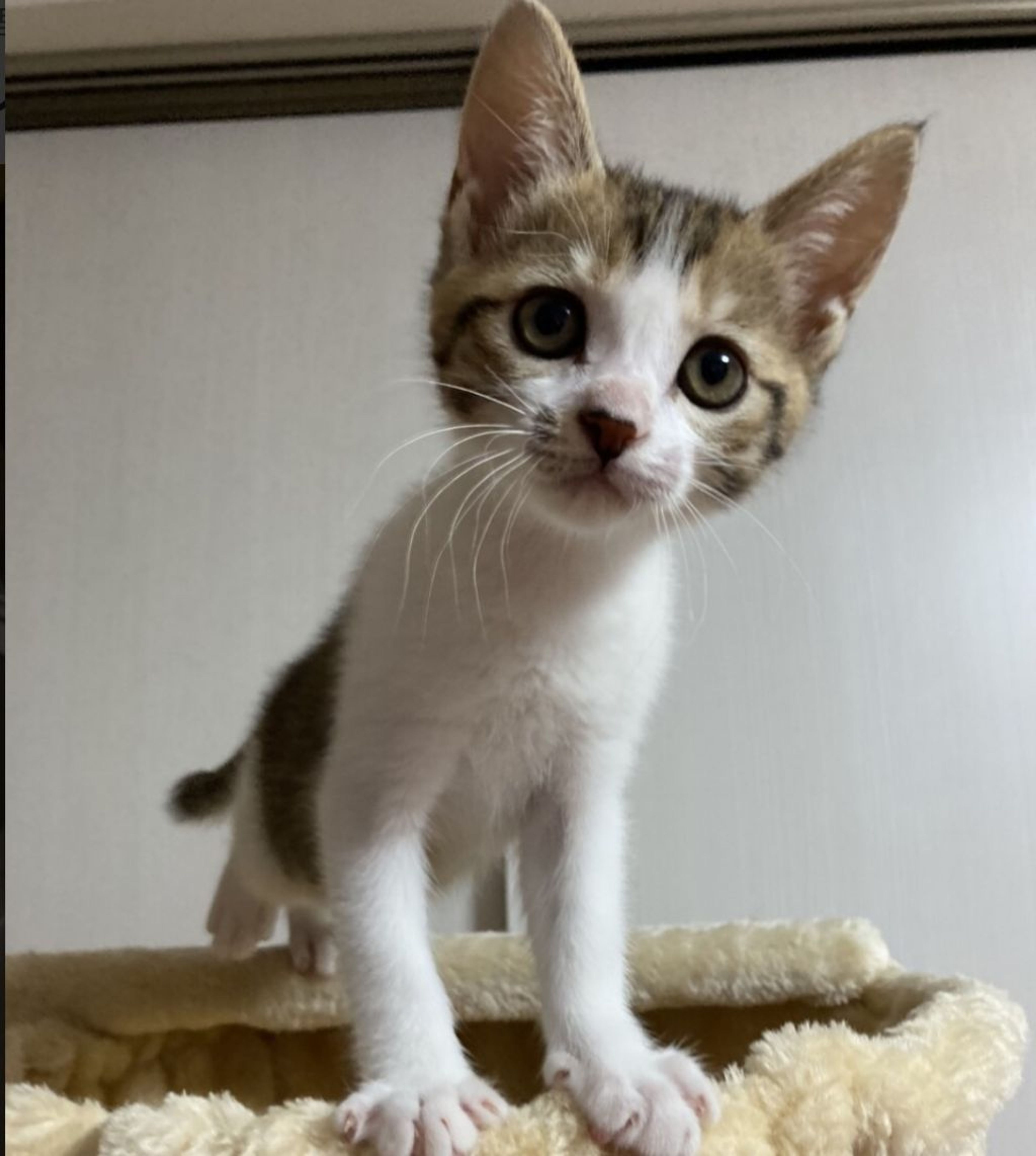 pet-image-7