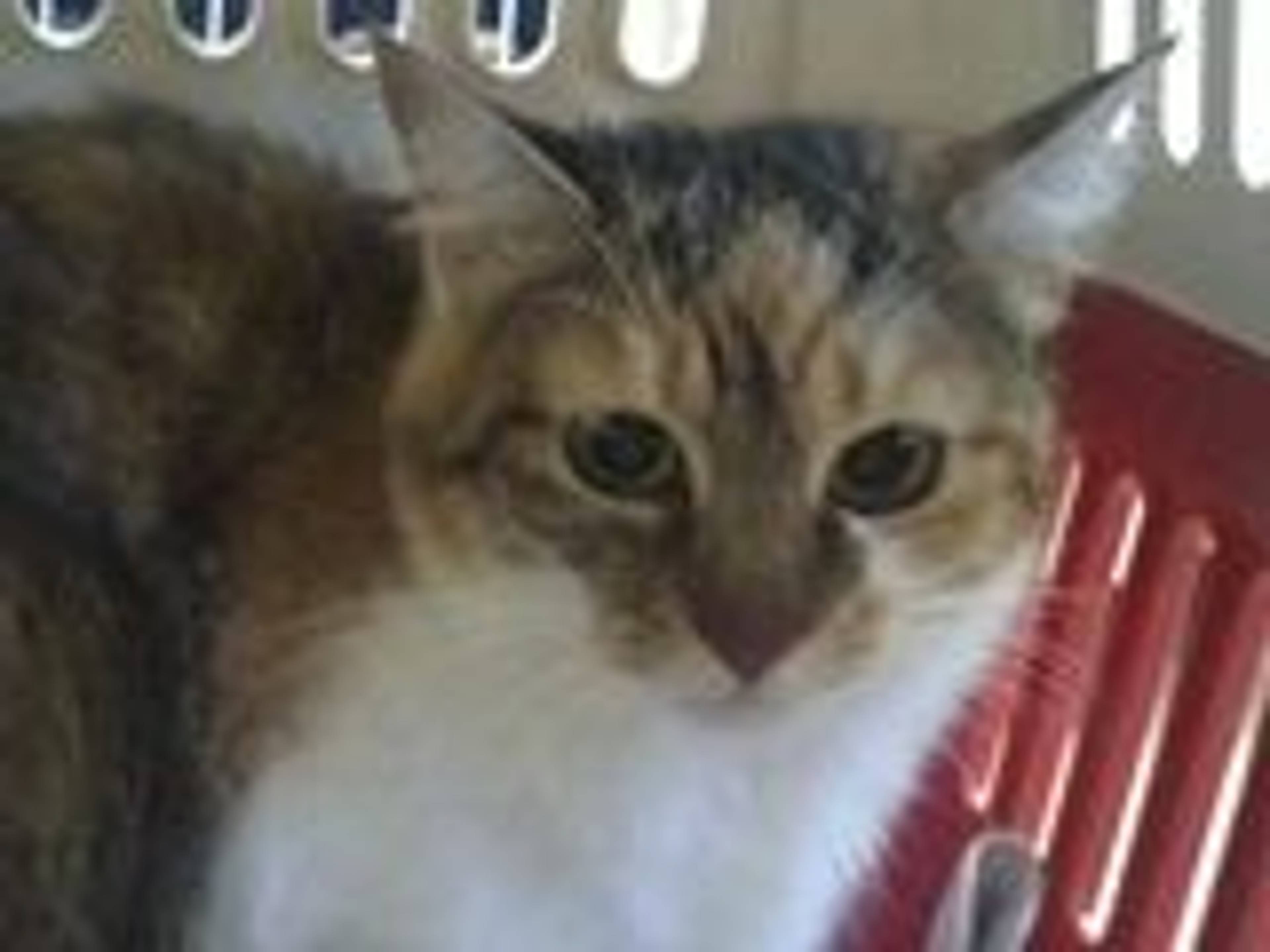 雑種（ミックス猫）・メスの里親募集の写真