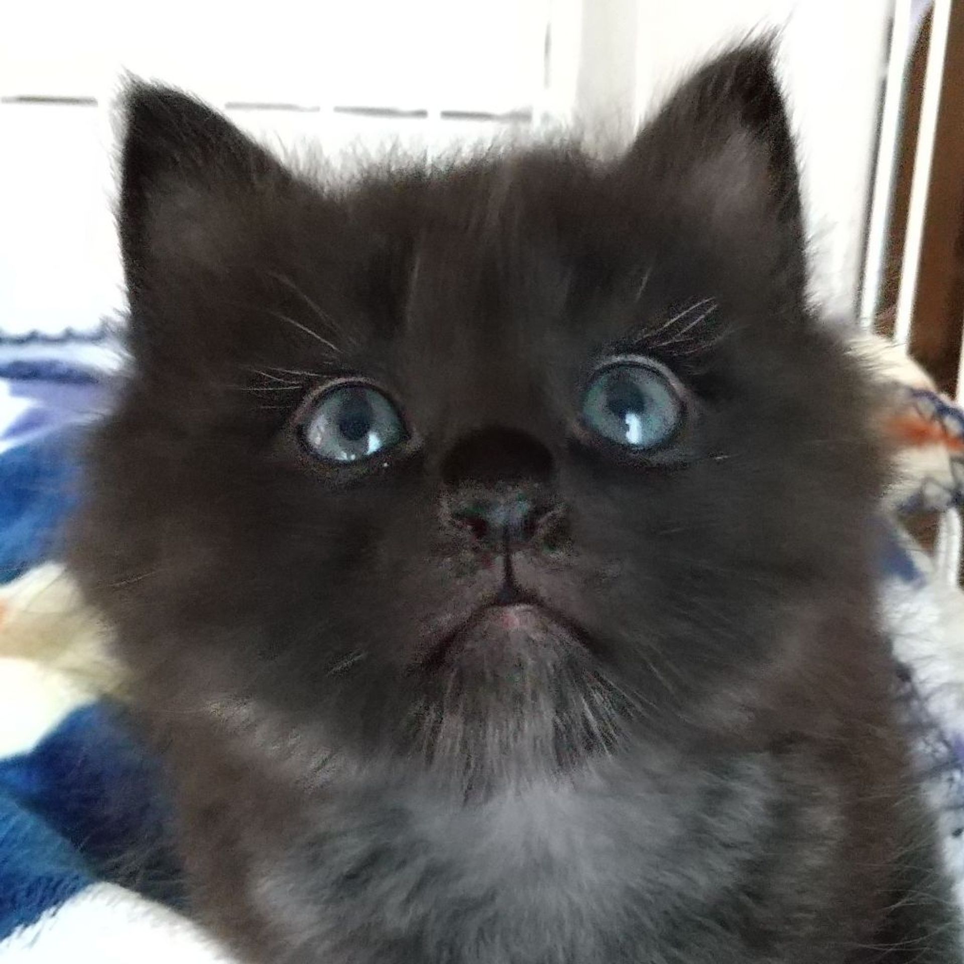 雑種（ミックス猫）・オスの里親募集の写真