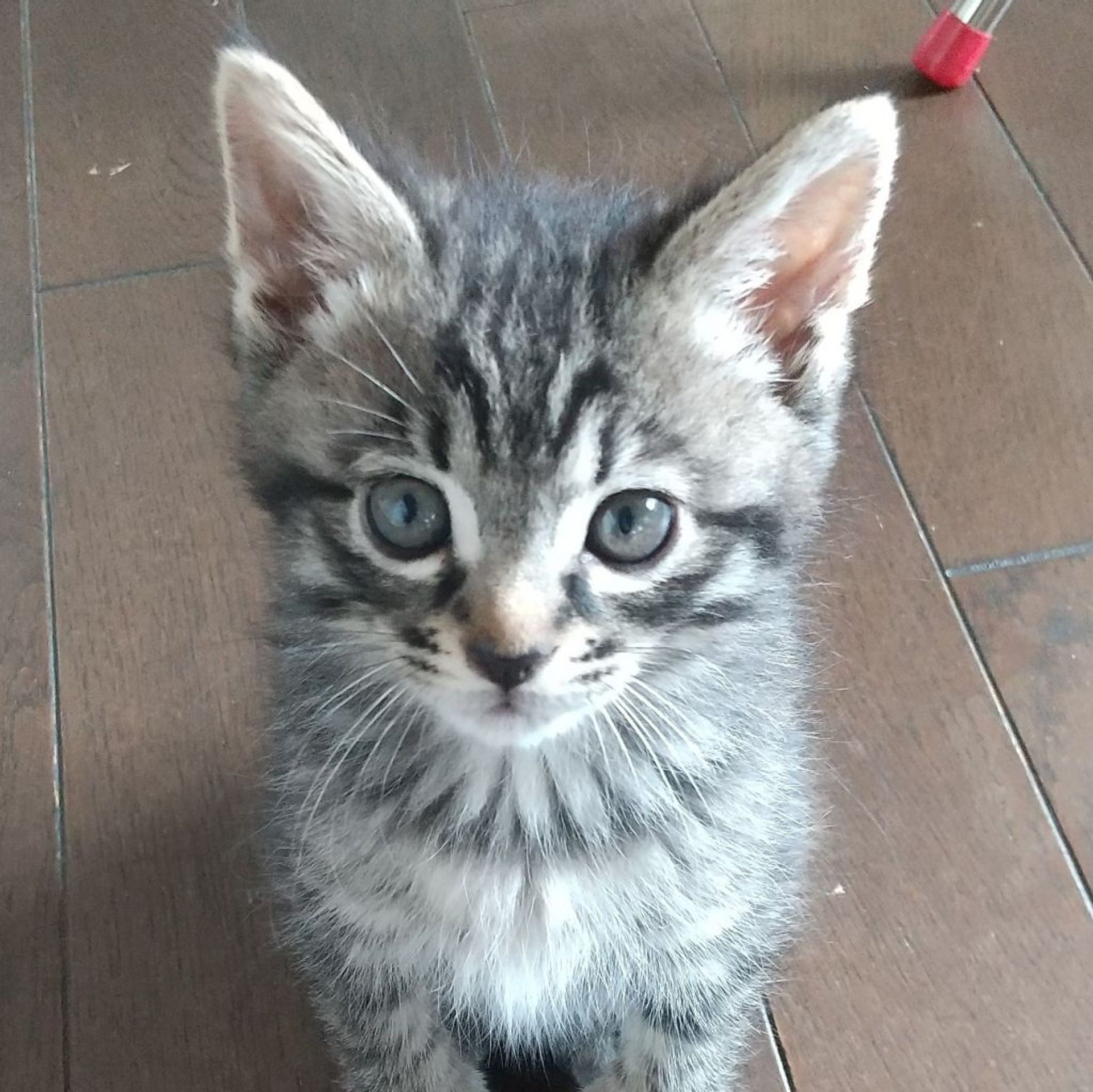 雑種（ミックス猫）・オスの里親募集の写真