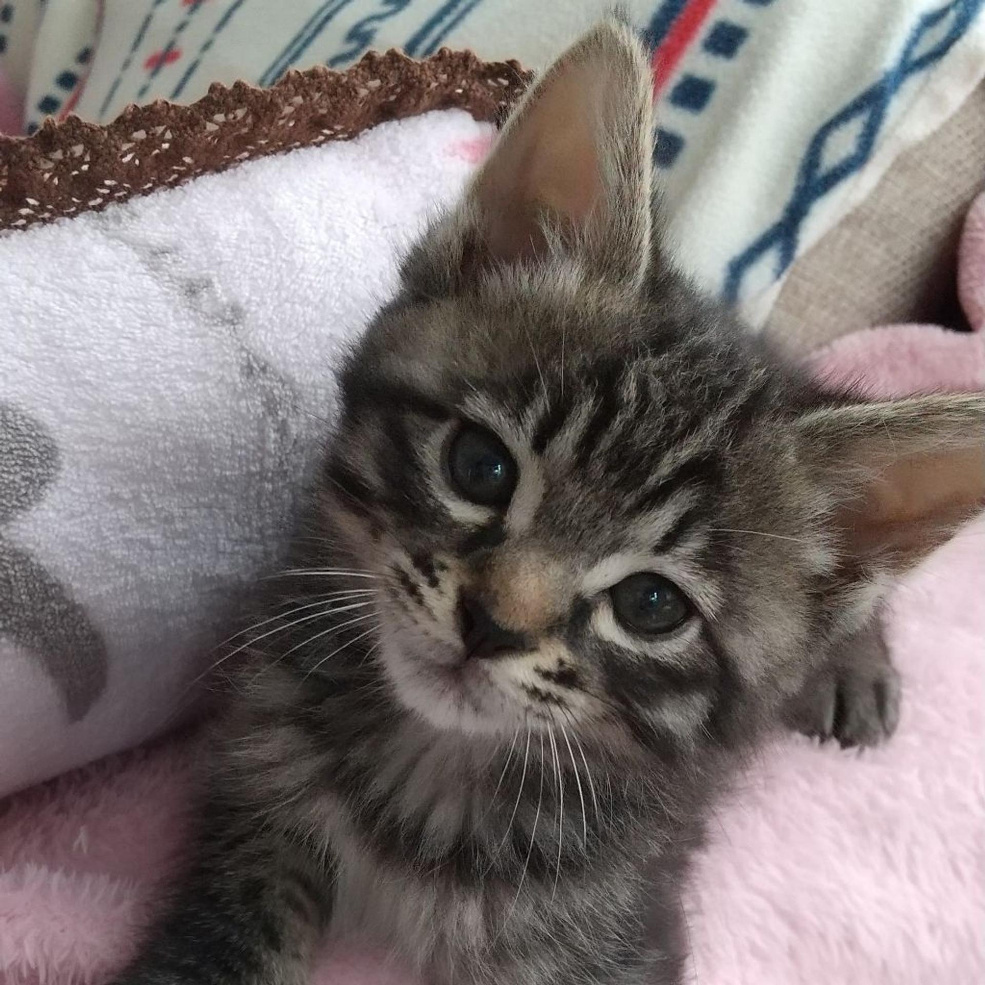pet-image-3