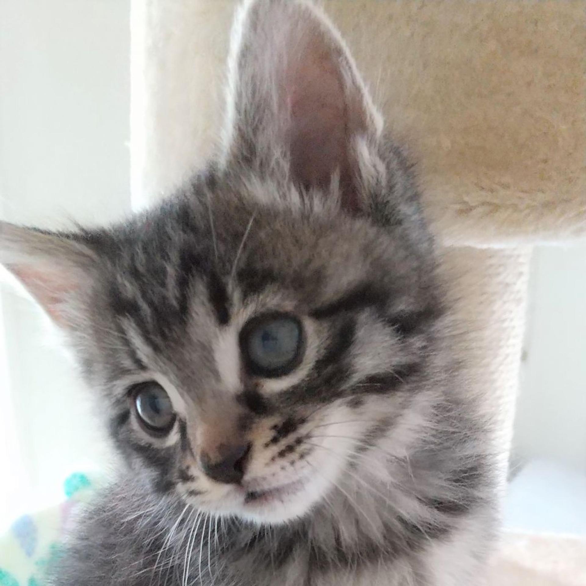 pet-image-4