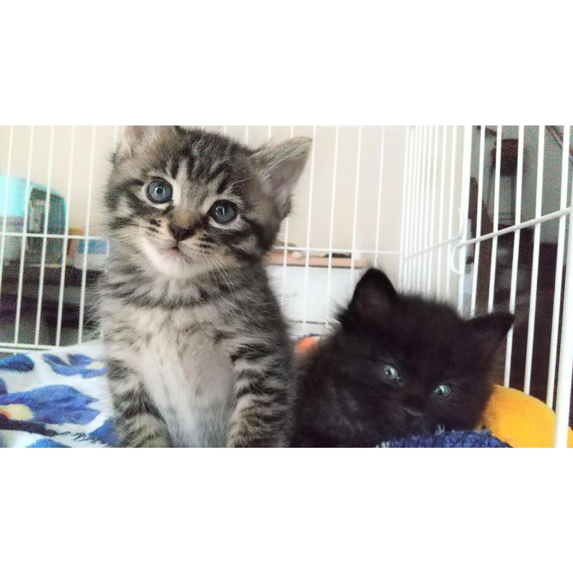 pet-image-7