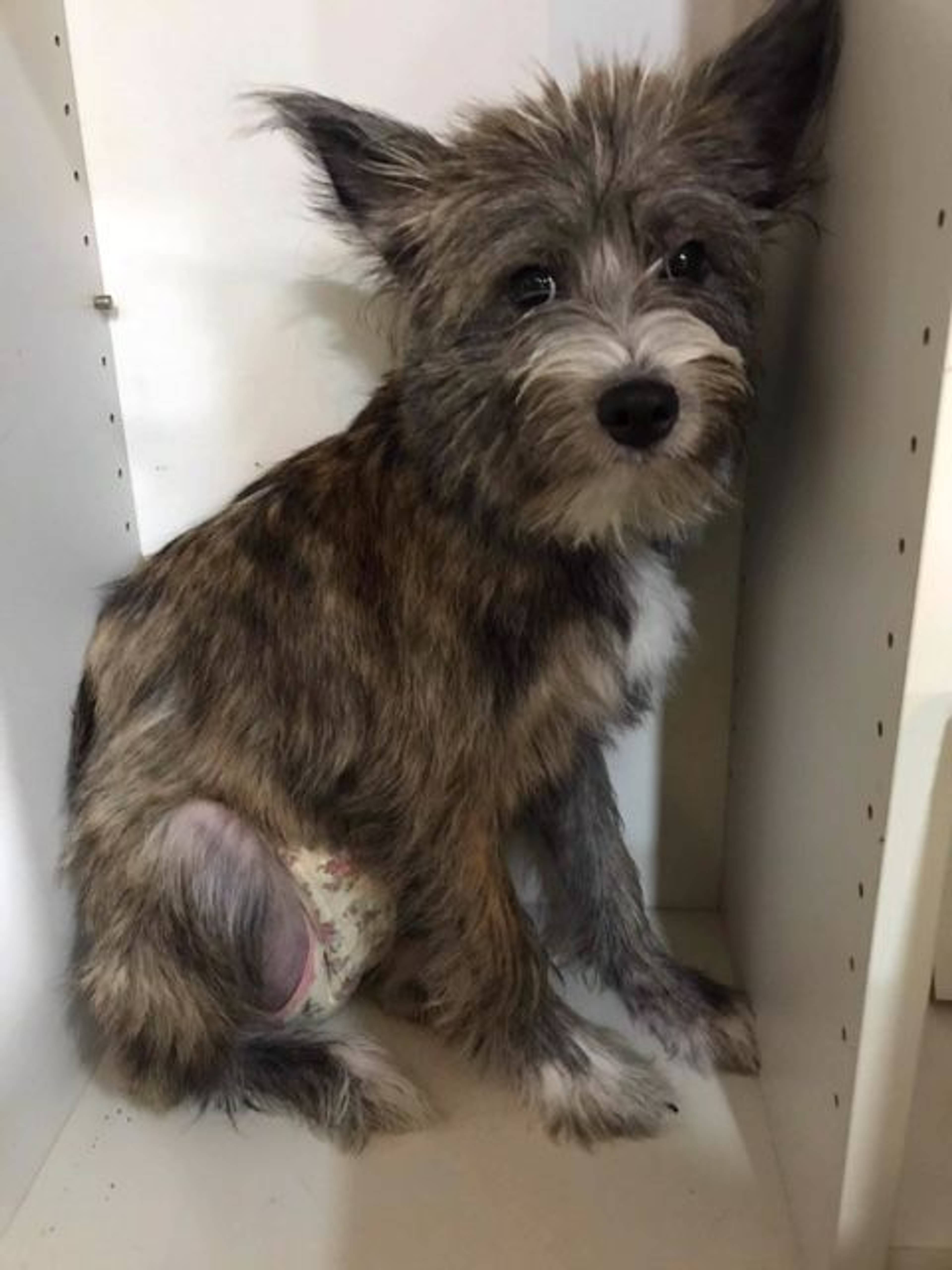 雑種（ミックス犬）・メスの里親募集の写真