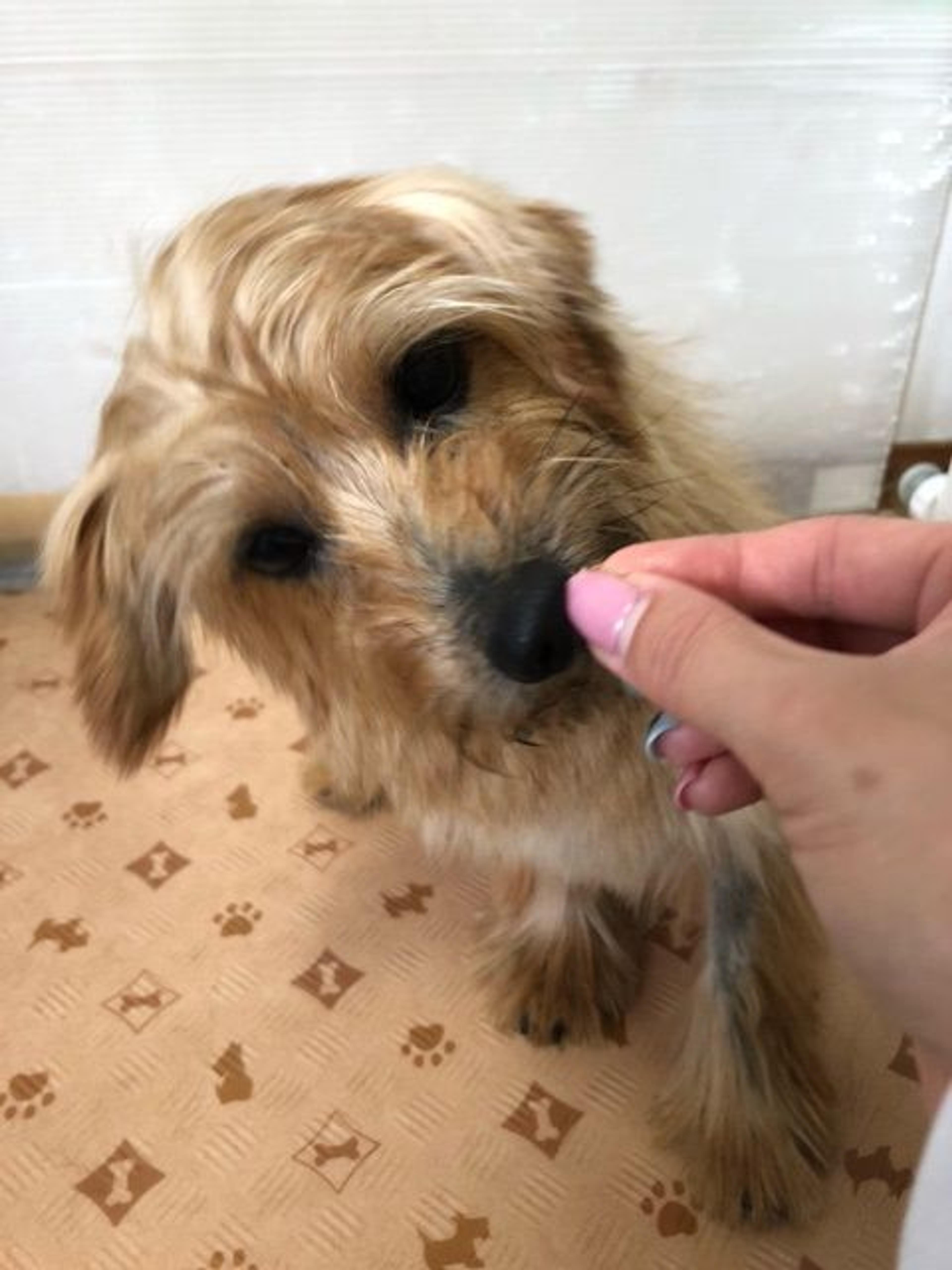 pet-image-2