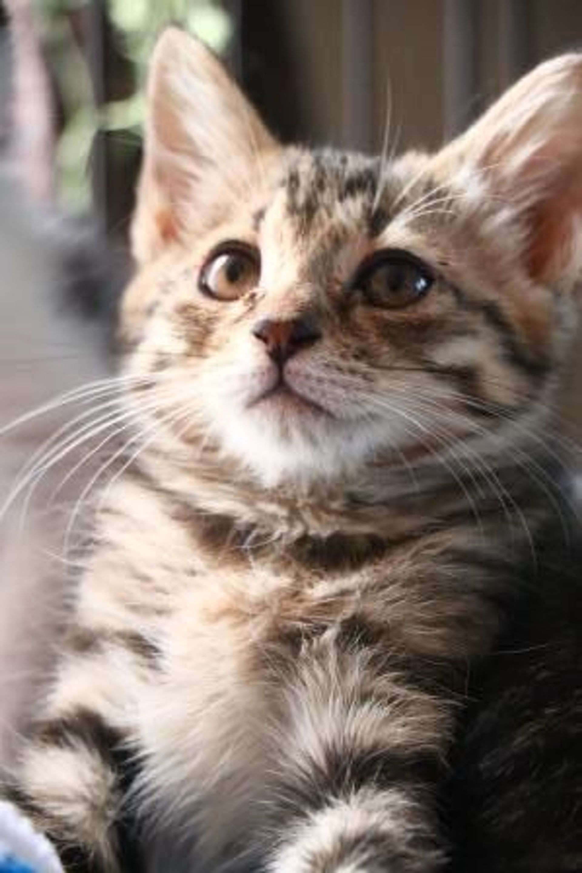 雑種（ミックス猫）・メスの里親募集の写真