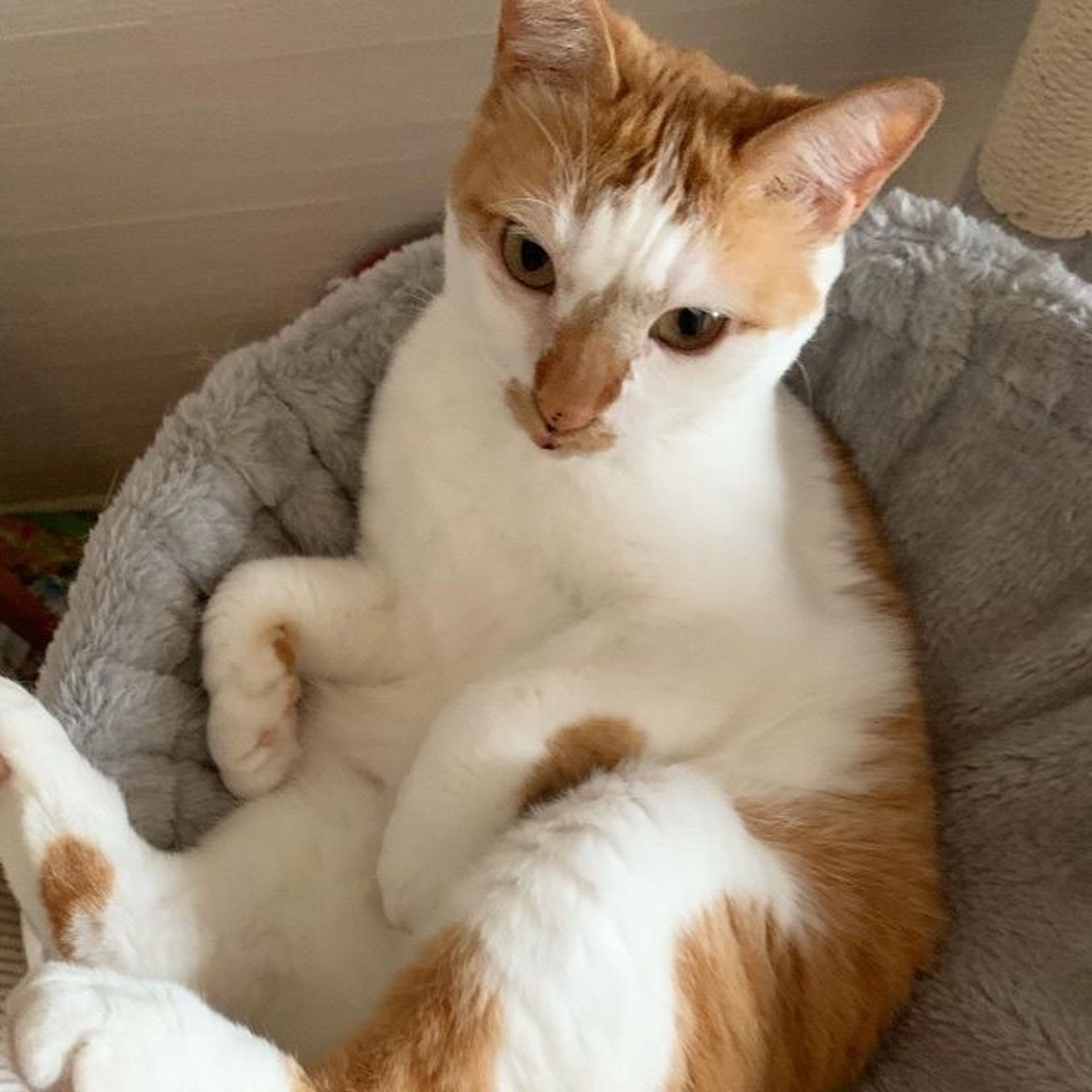 pet-image-2