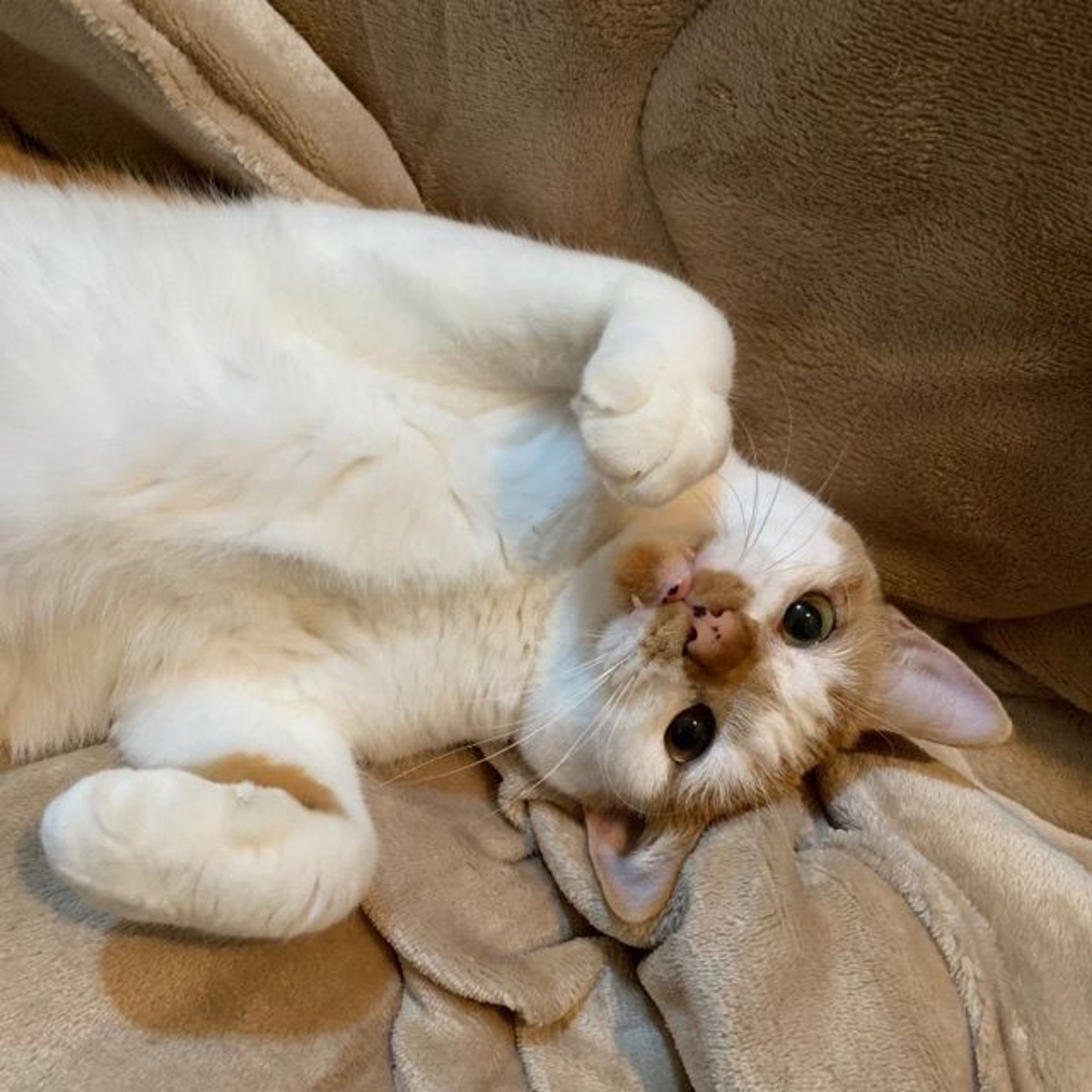 pet-image-4