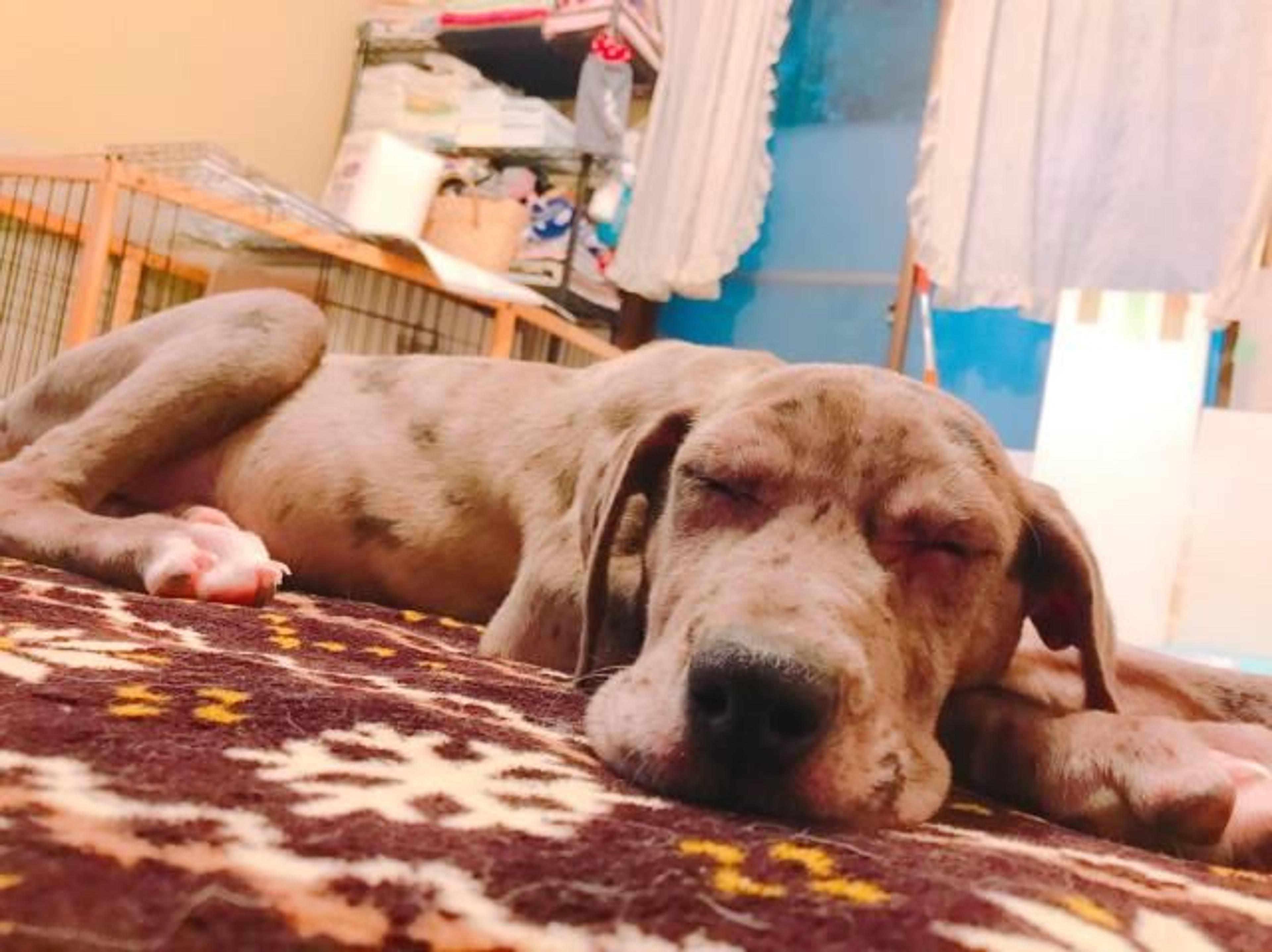 pet-image-2